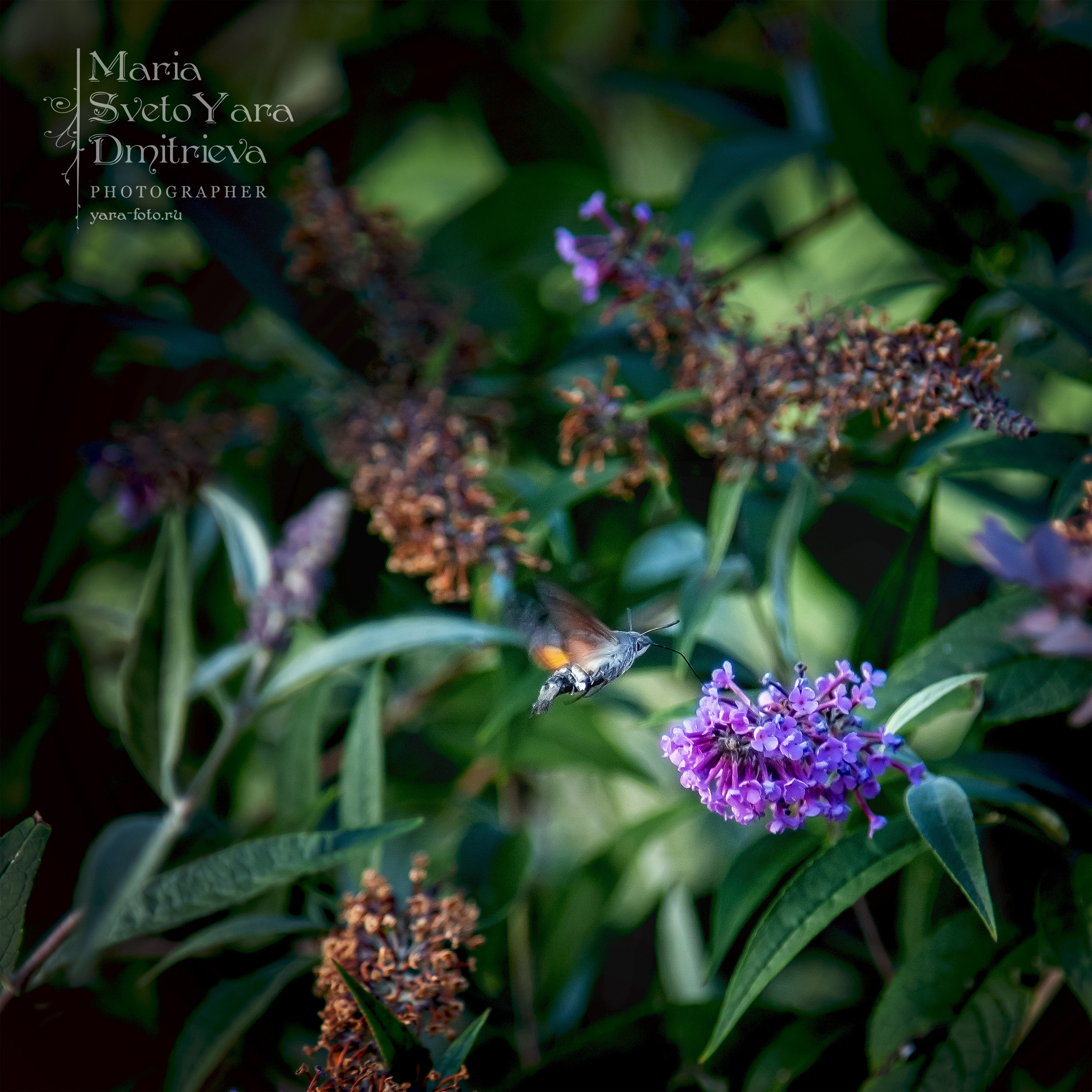 Бражник ❖ Жук-колибри ;). Фотограф в Симферополе и Крыму — Мария СветоЯра Дмитриева | Индивидуальные и семейные съёмки