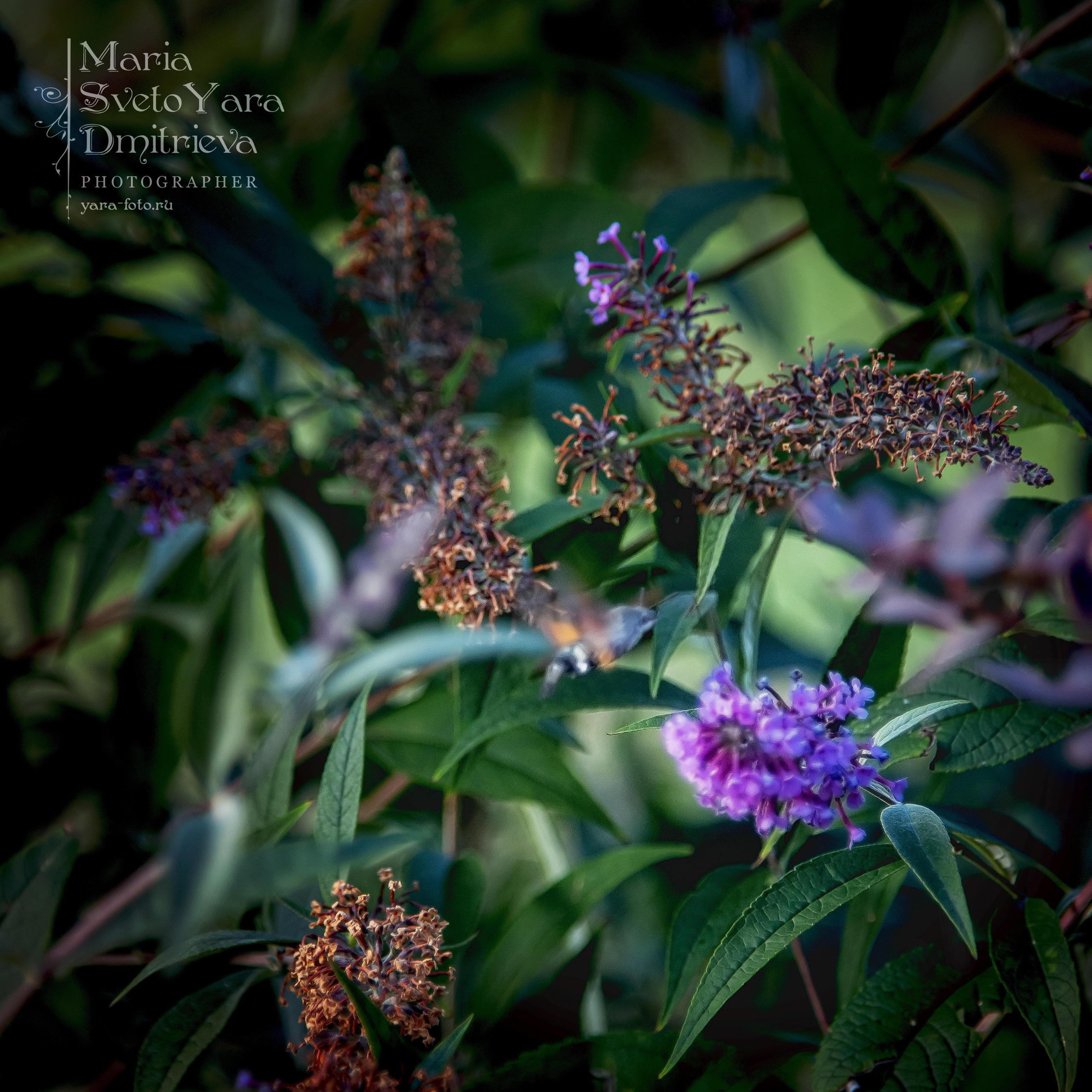 Бражник ❖ Жук-колибри ;). Фотограф в Симферополе и Крыму — Мария СветоЯра Дмитриева | Индивидуальные и семейные съёмки