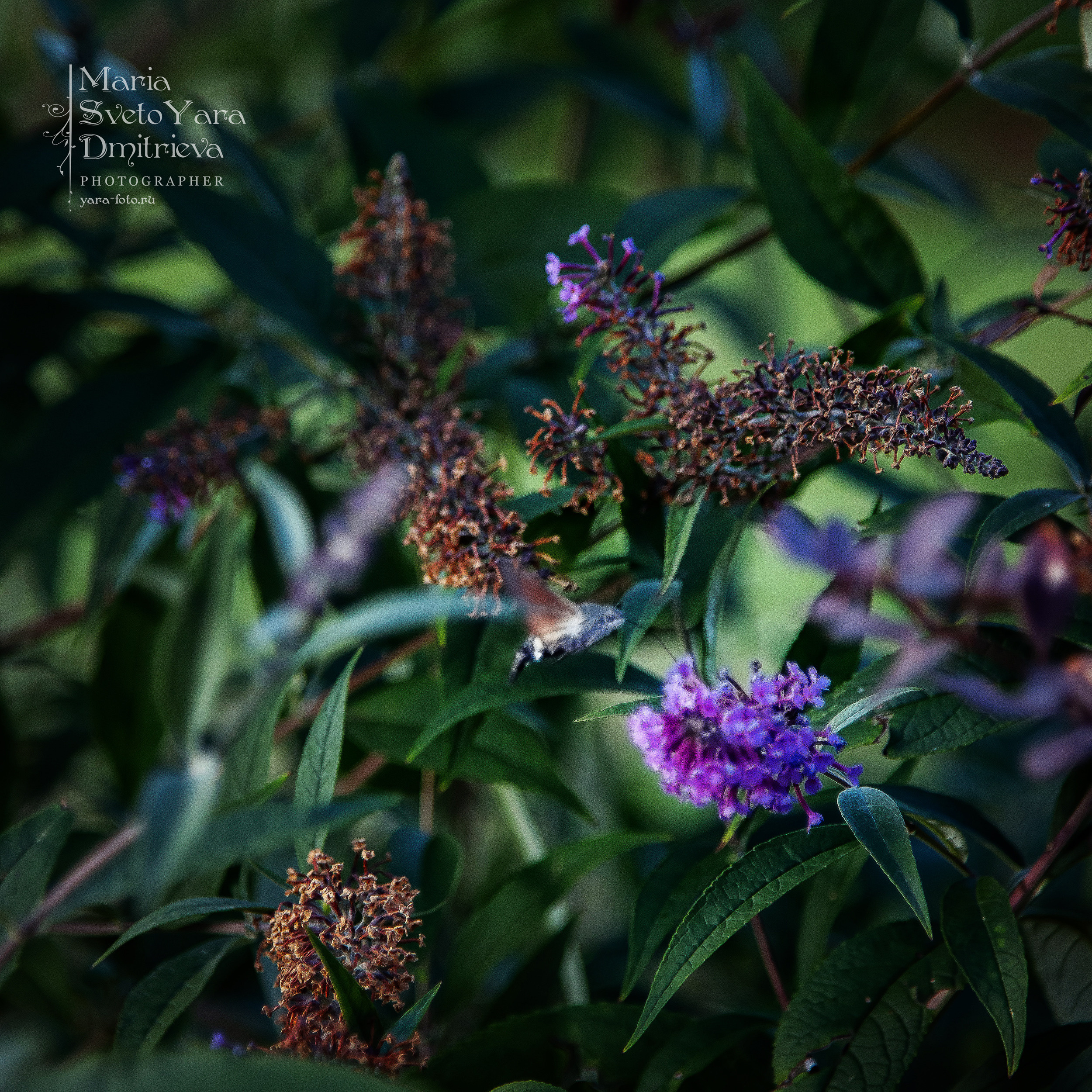 Бражник ❖ Жук-колибри ;). Фотограф в Симферополе и Крыму — Мария СветоЯра Дмитриева | Индивидуальные и семейные съёмки