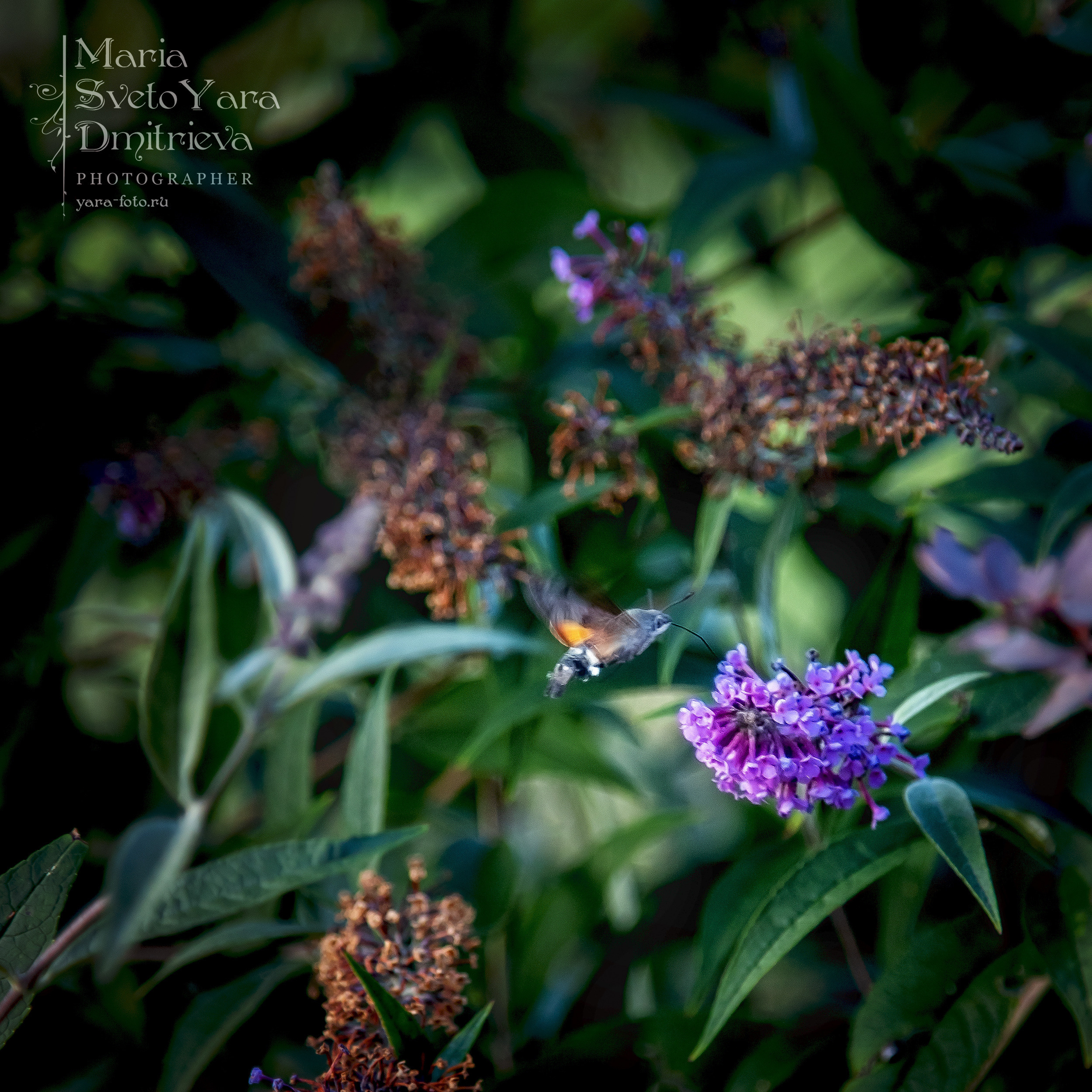 Бражник ❖ Жук-колибри ;). Фотограф в Симферополе и Крыму — Мария СветоЯра Дмитриева | Индивидуальные и семейные съёмки
