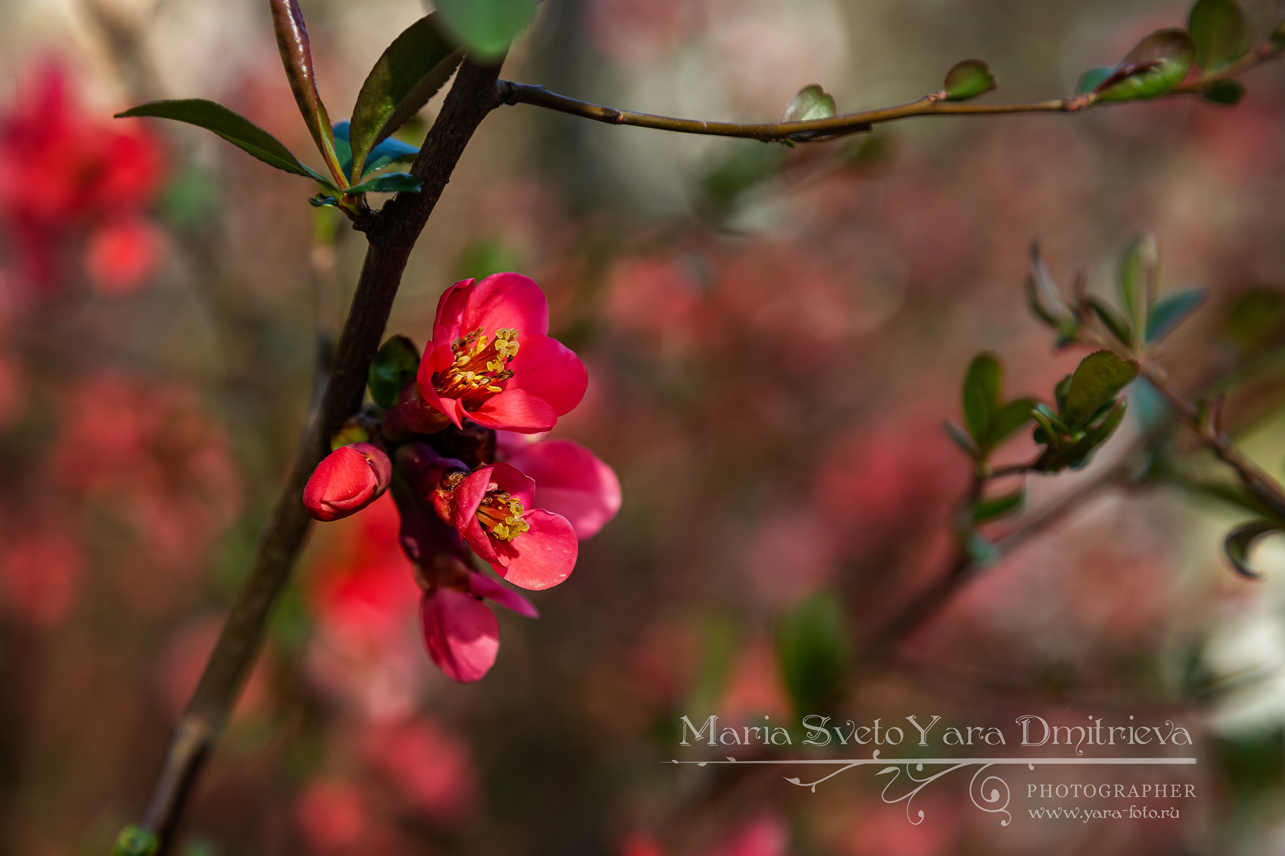 Хеномелес ❖ весенние цветы. Фотограф в Симферополе и Крыму — Мария СветоЯра Дмитриева | Индивидуальные и семейные съёмки