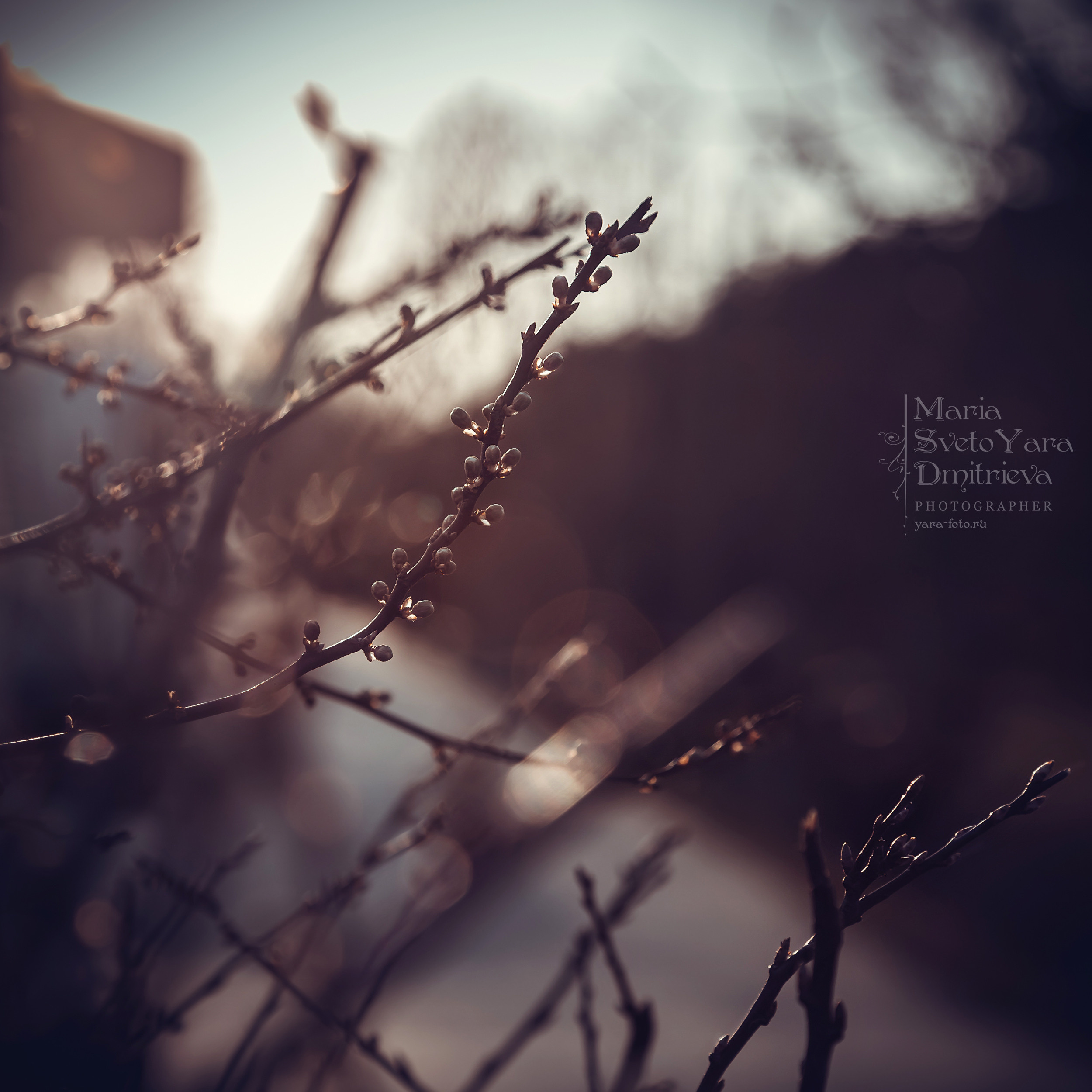 Макро-фотография: Закат. Фотограф в Симферополе и Крыму — Мария СветоЯра Дмитриева | Индивидуальные и семейные съёмки