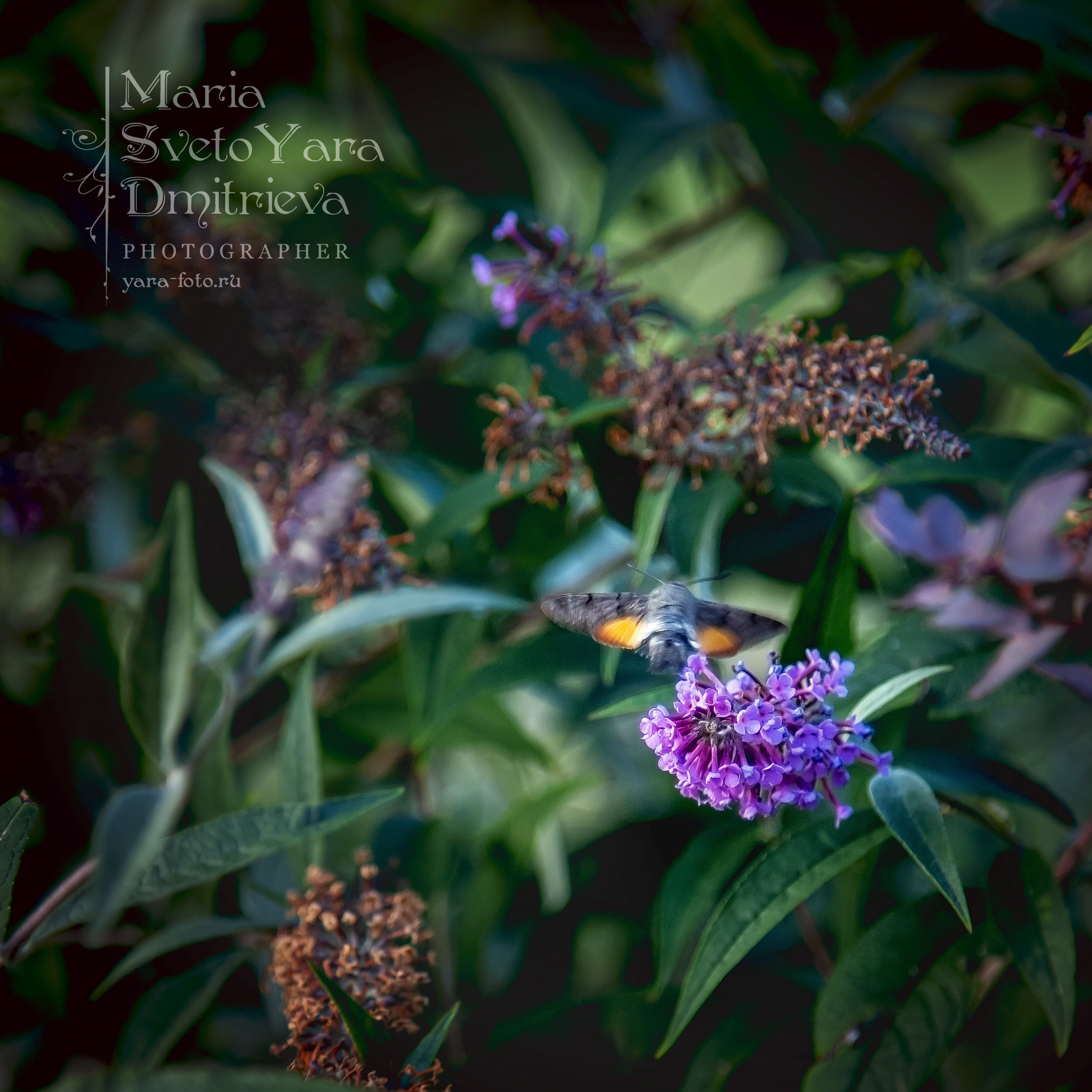 Бражник ❖ Жук-колибри ;). Фотограф в Симферополе и Крыму — Мария СветоЯра Дмитриева | Индивидуальные и семейные съёмки