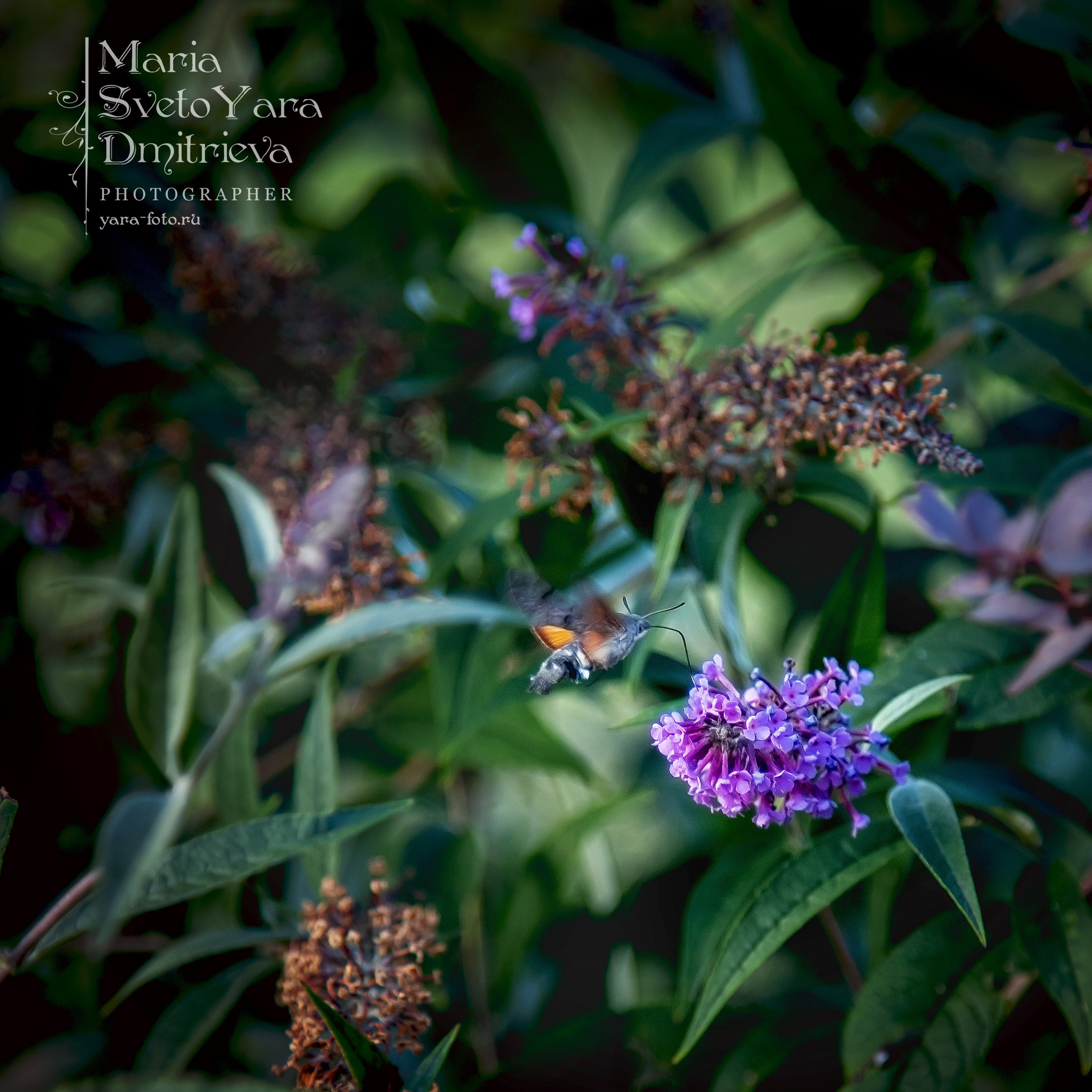 Бражник ❖ Жук-колибри ;). Фотограф в Симферополе и Крыму — Мария СветоЯра Дмитриева | Индивидуальные и семейные съёмки