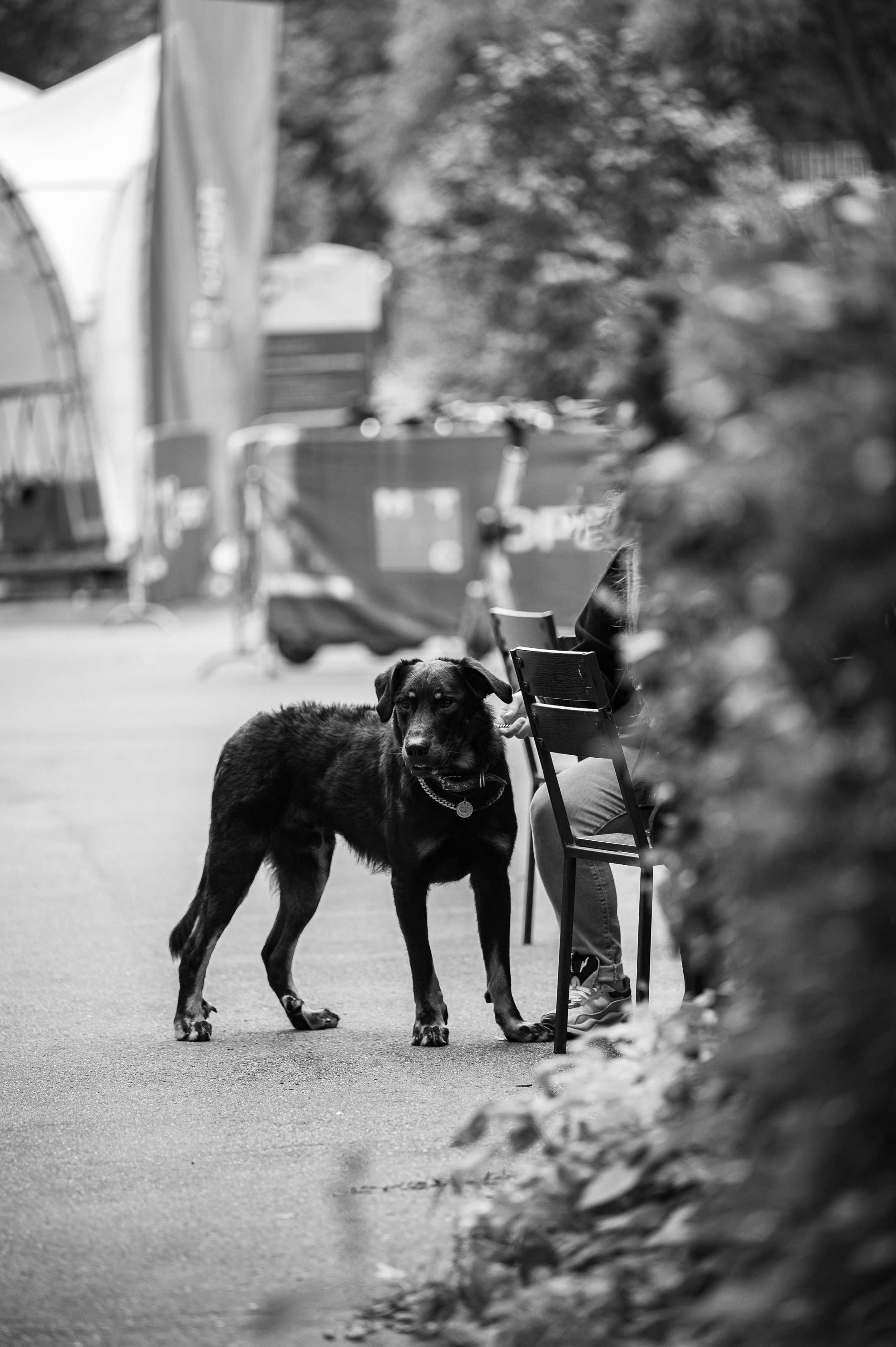 4lapy fest 2025. Photographer in Moscow Anna Chistiakova