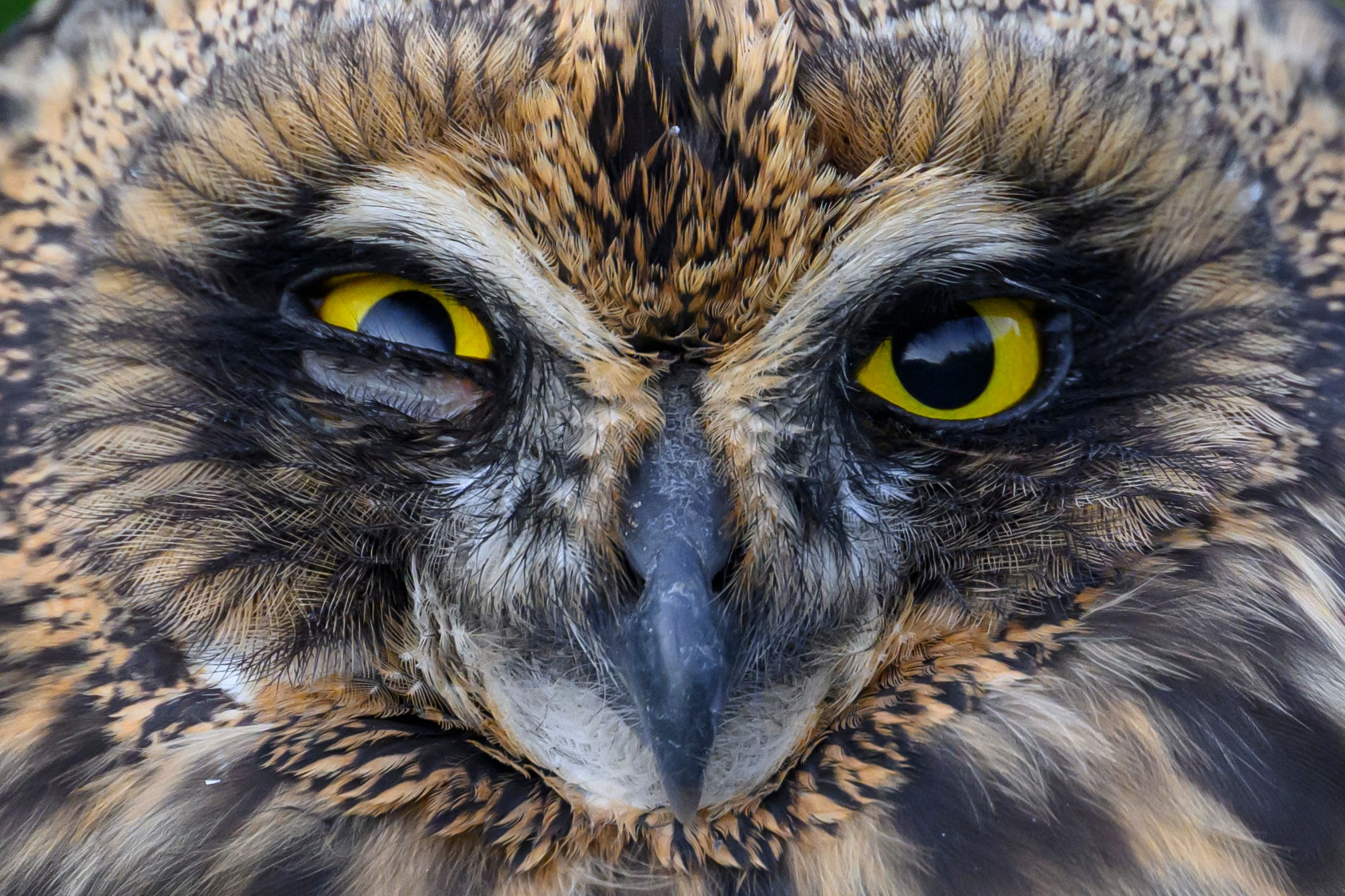 Short eared owl. Wildlife photography by Sergey Puponin