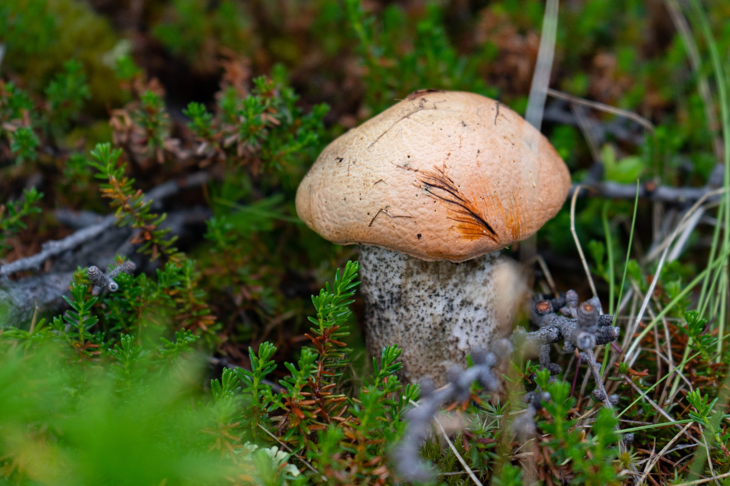 Лето в тундре. Фотограф Екатерина Зорина