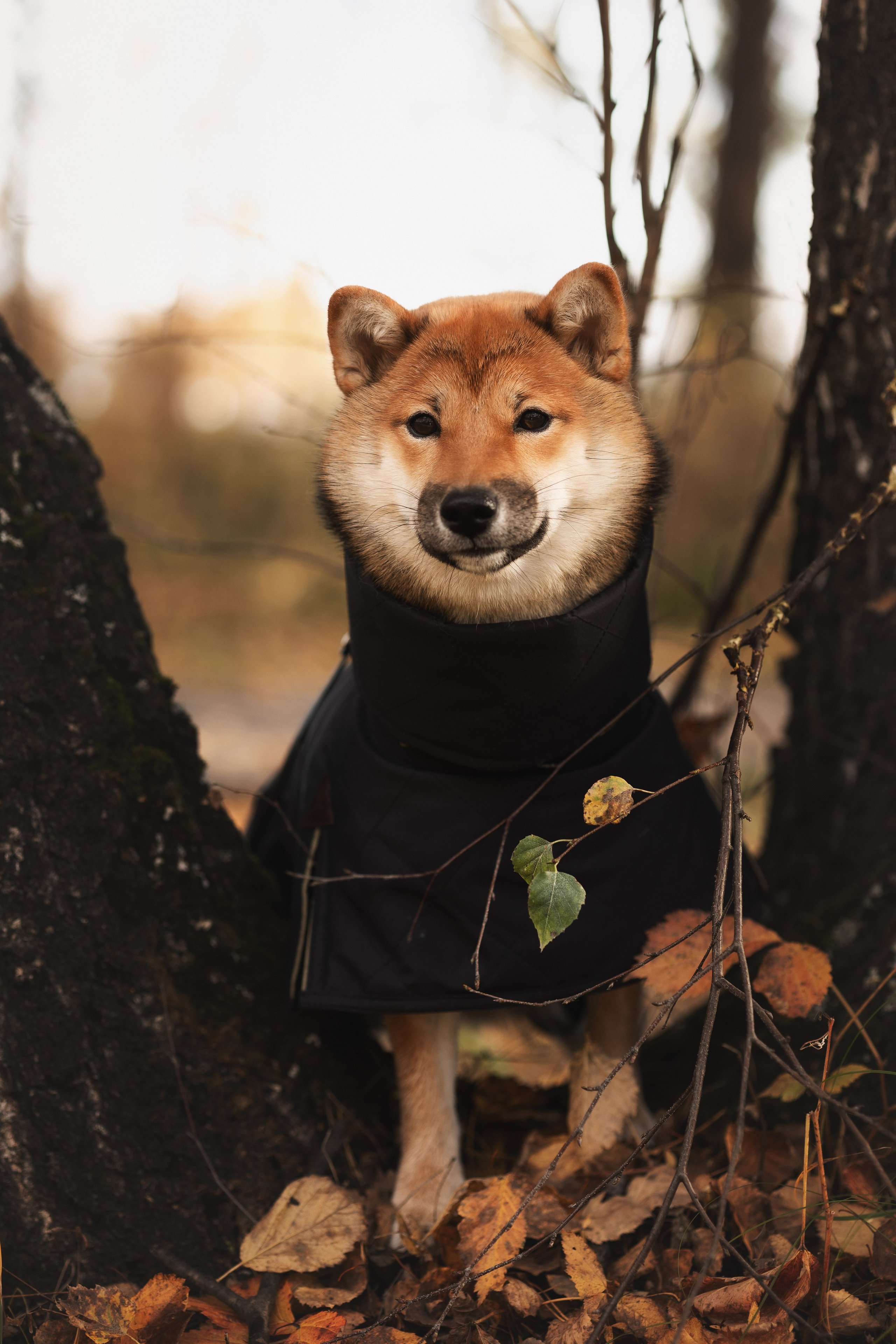 Оши | Сиба-Ину |. Фотограф