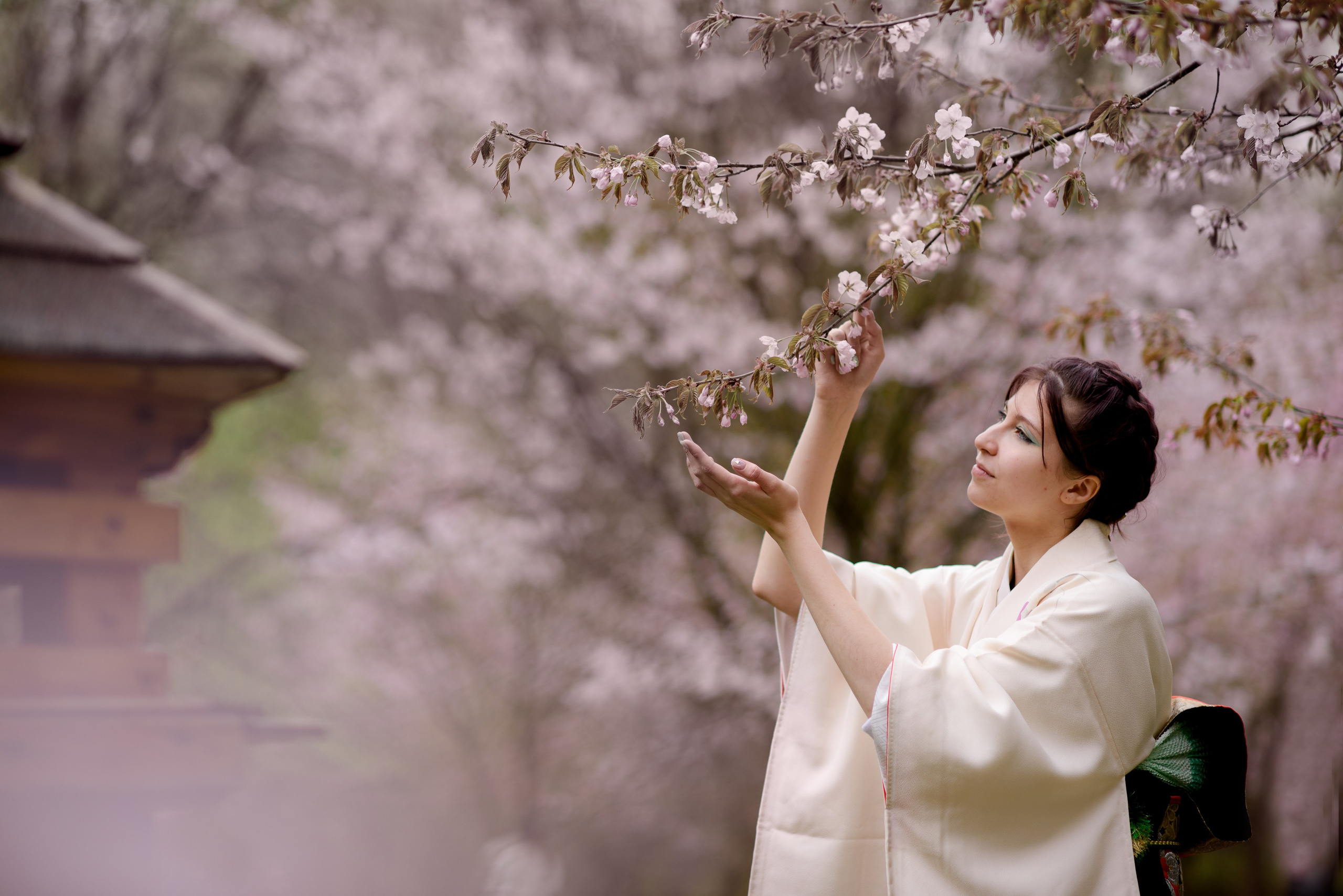 Любование сакурой в Бирюлевском дендропарке. Главная