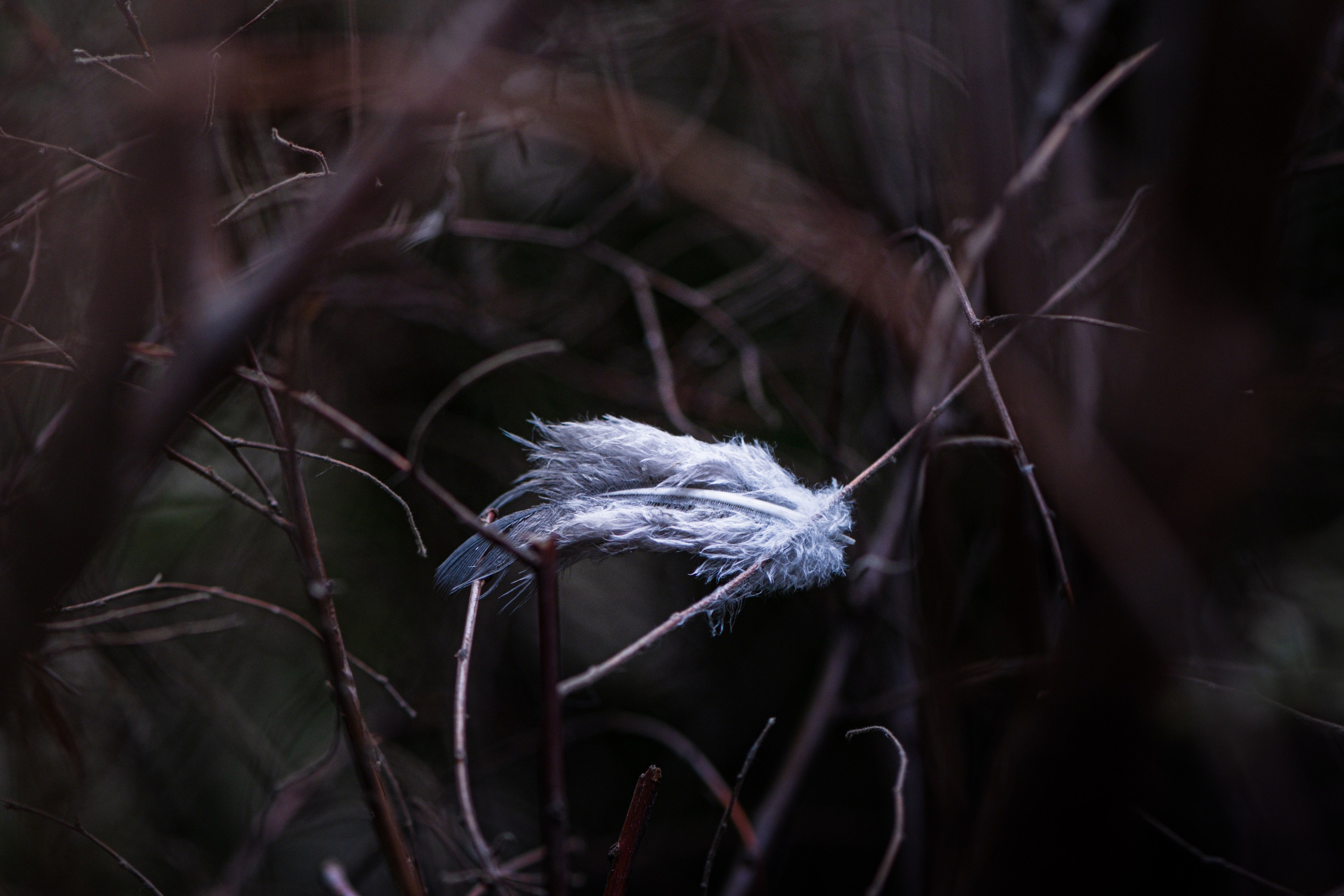 Чем дальше в лес. KRUTOVA_фотографирую жизнь