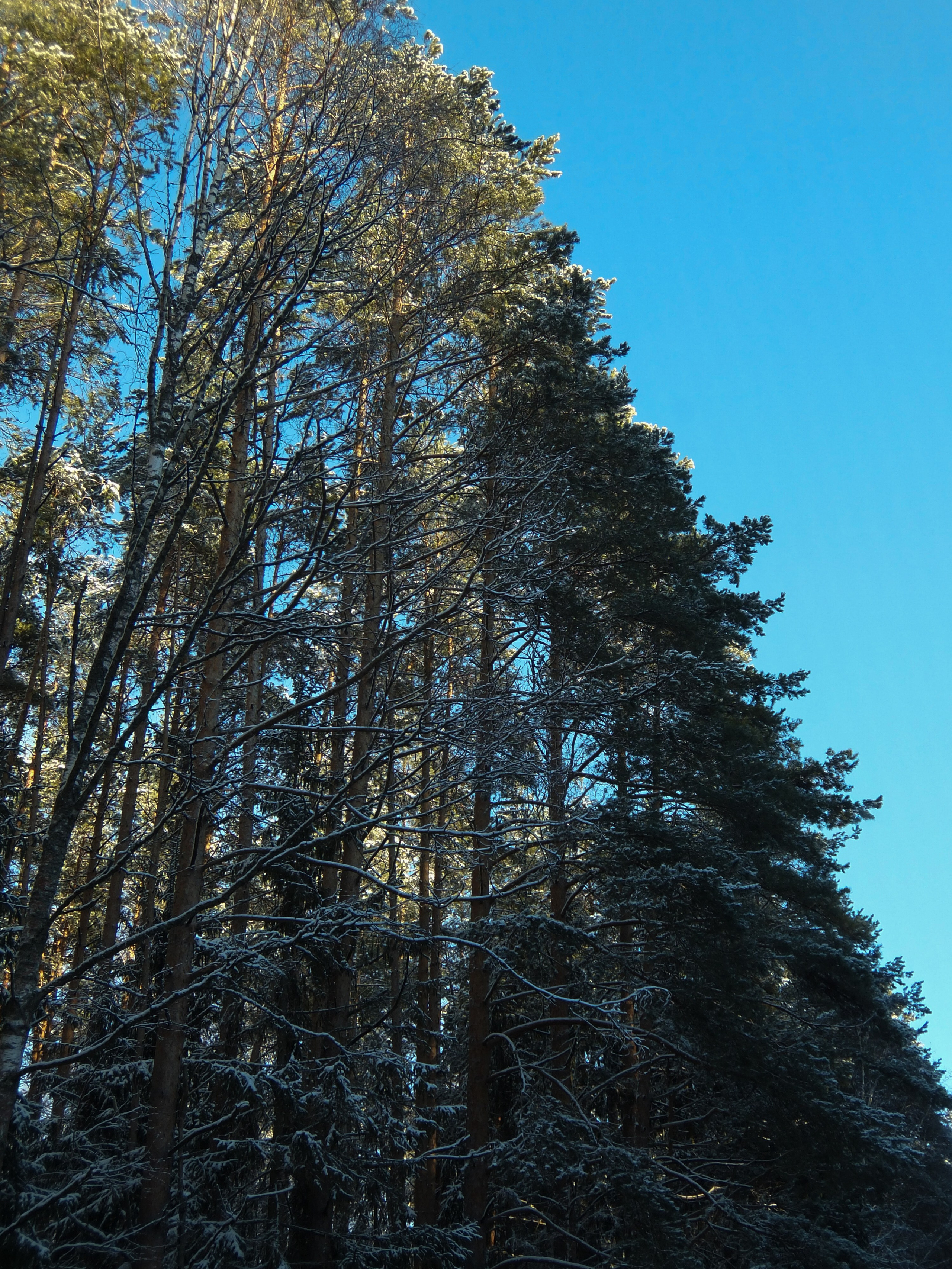 Солнечный день Нового Года. Фотограф-документалист Мария Осокина
