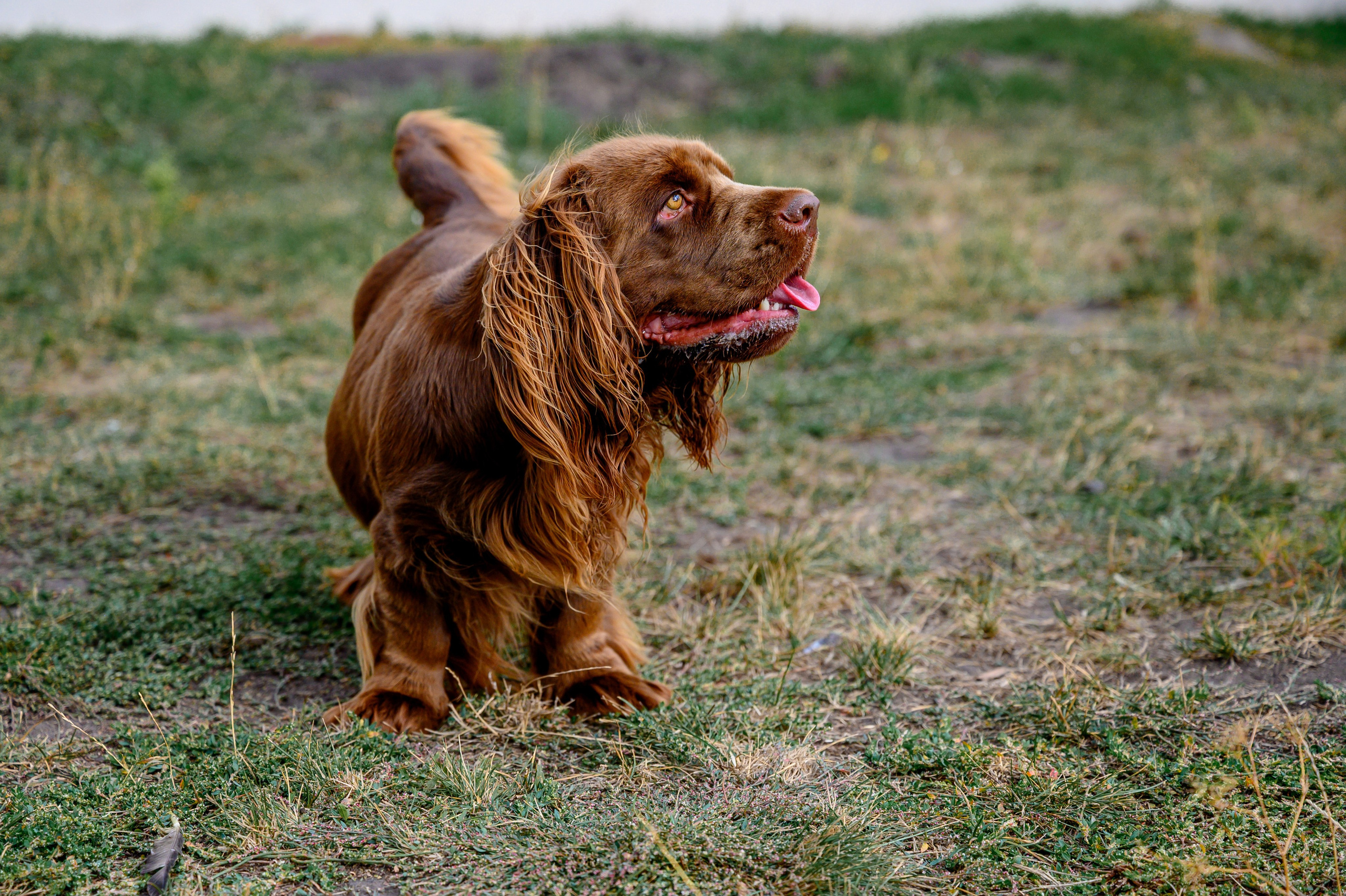 Спаниель и Лабрадоры. Bazarkom-photo.ru Фотограф Виктор Оськин в Старом Осколе