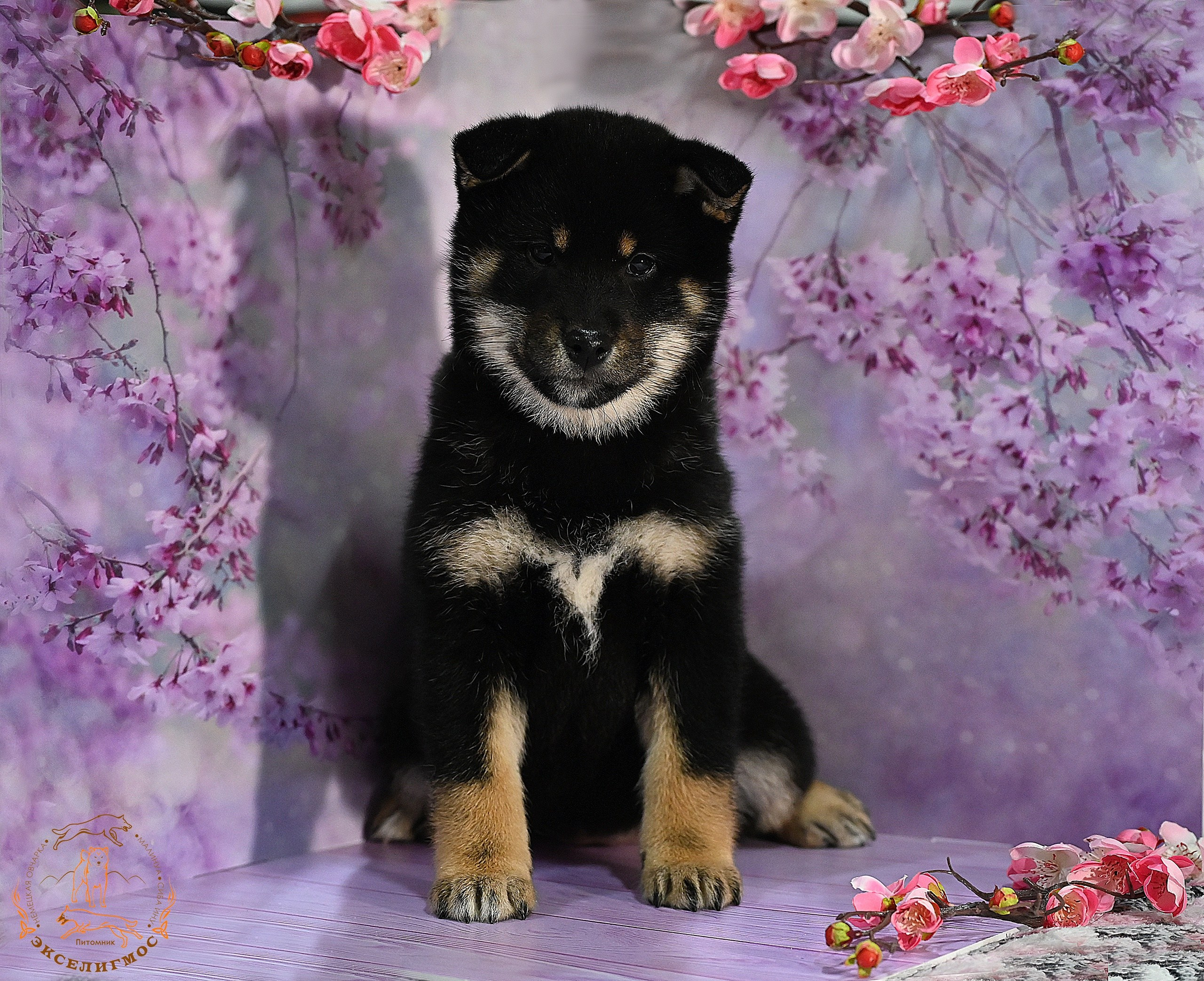 Тáту * Exceligmos Tatsu. Американская акита I Сиба ину I Питомник RUBYLIGHT