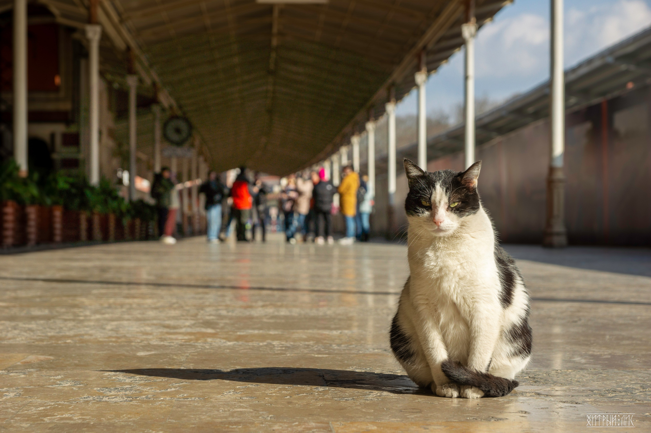 Стамбульские кошки. Фотограф-путешественник Самойлов Максим «Sly Fox»
