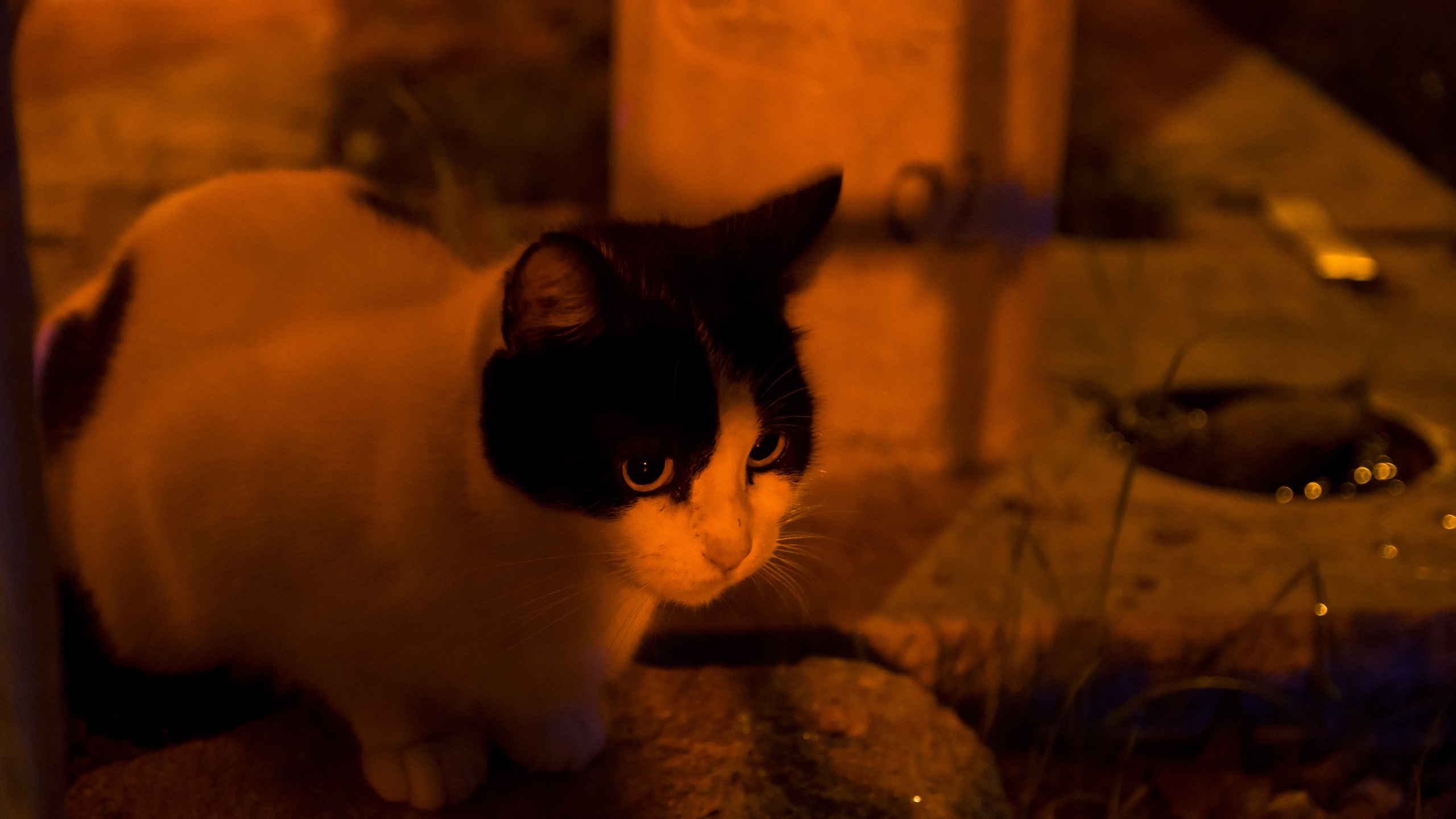 Стамбульские кошки. Фотограф-путешественник Самойлов Максим «Sly Fox»