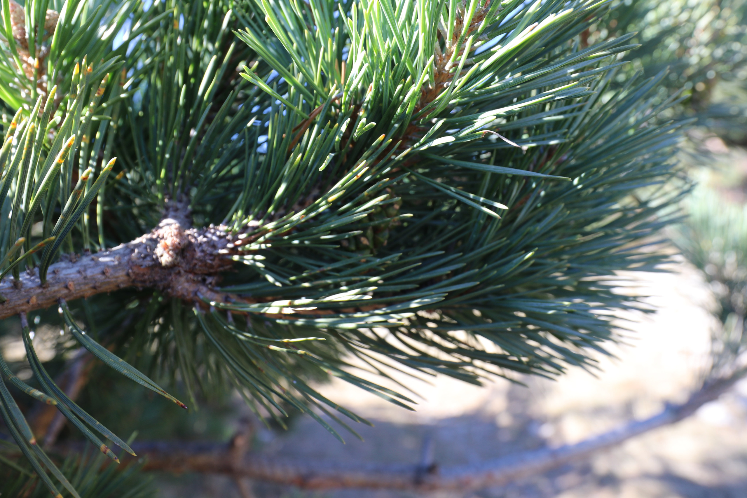 Крым. ЮБК (Фиолент, Ай-Петри, Роман-Кош). Знакомство. Октябрь 2017. Путешественник-фотограф из Санкт-Петербурга Татьяна Свистулина