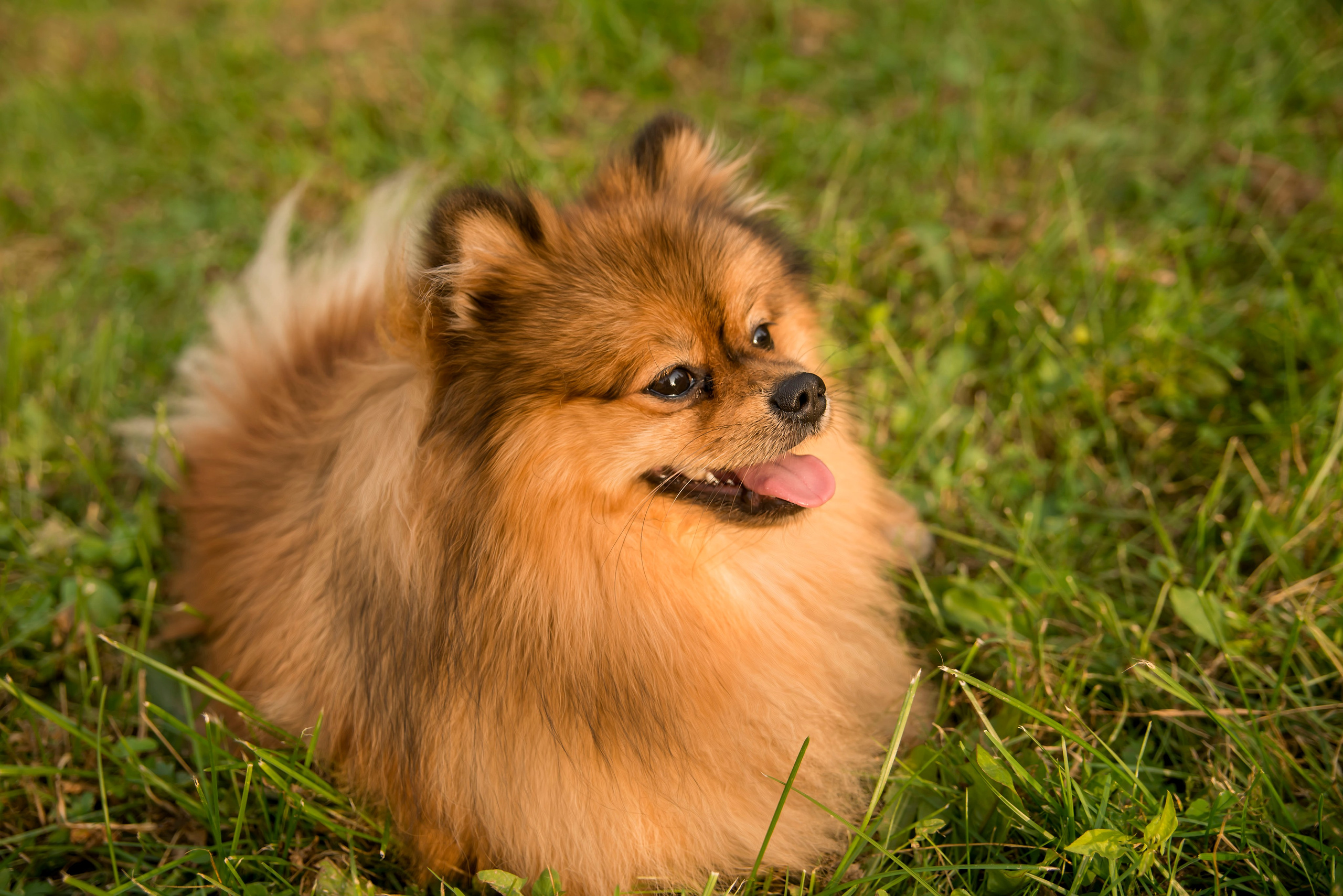 Семейные фотосессии. Фотограф в Москве Аня Цыплакова