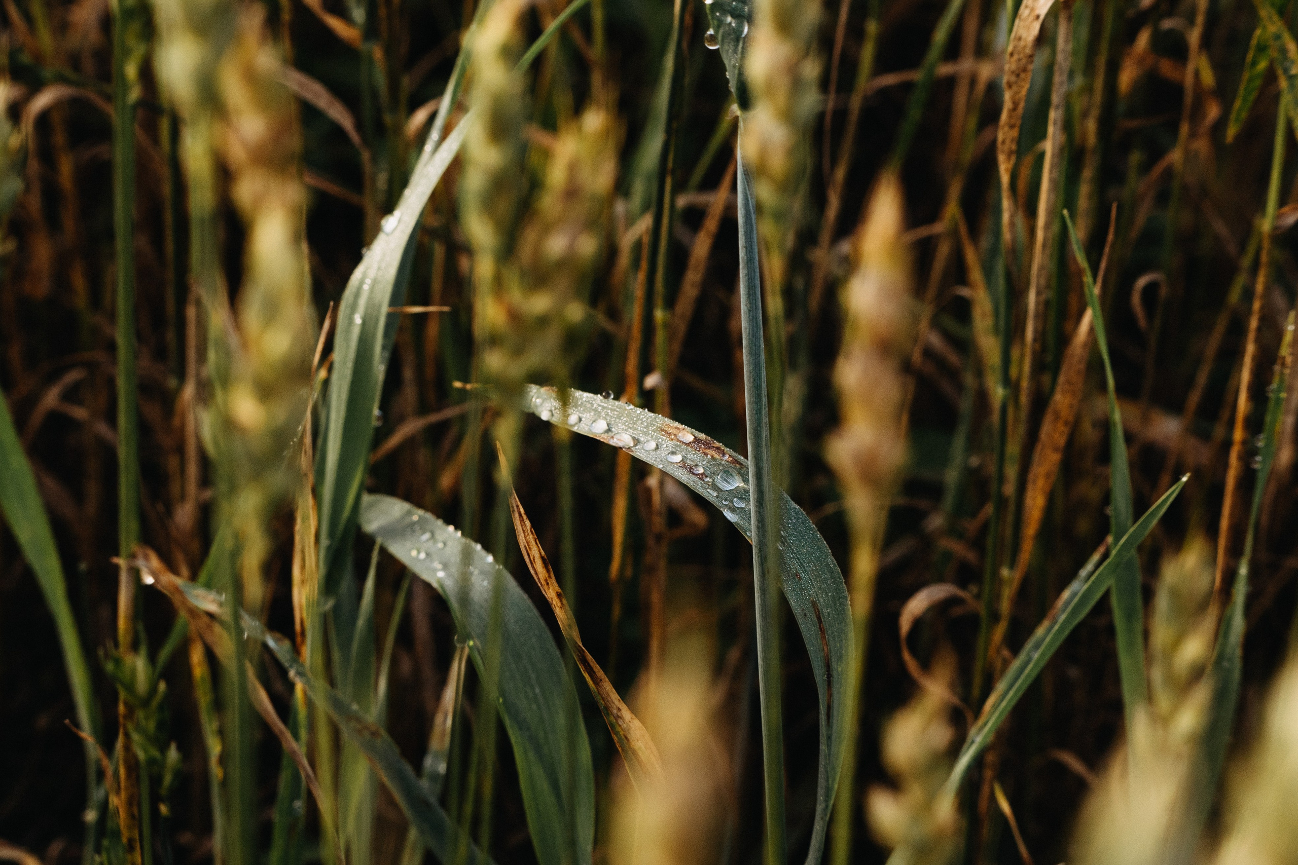 Дана и Арчи. Фотограф-анималист Анастасия Большакова