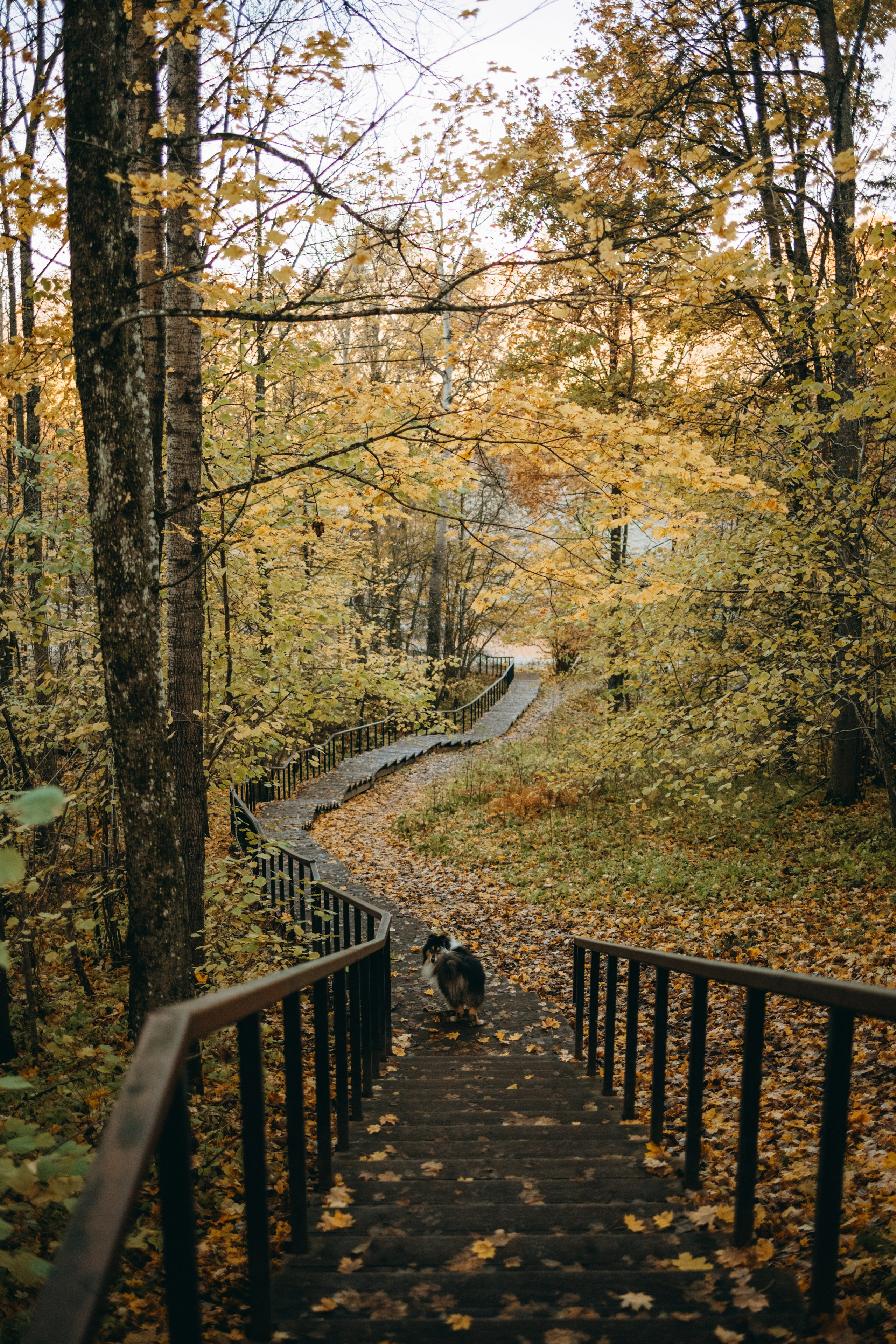 Ия и Барт. Фотограф — Анималист | Санкт-Петербург