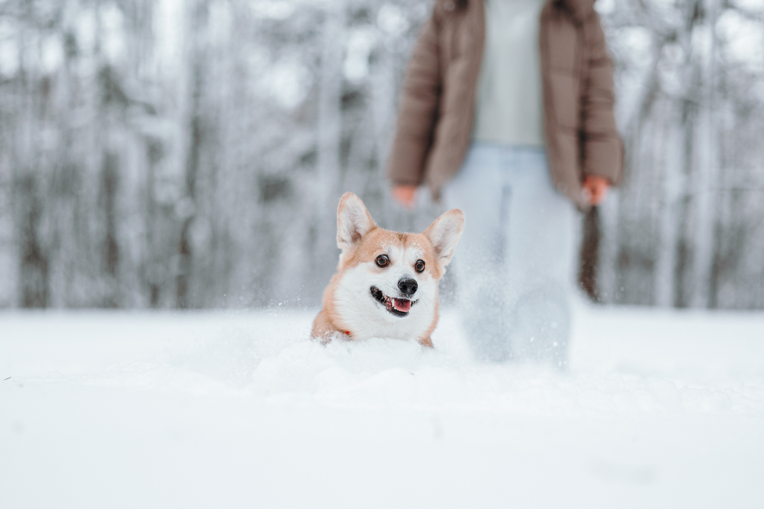 Оливка и ее семья. Фотограф — Анималист | Санкт-Петербург
