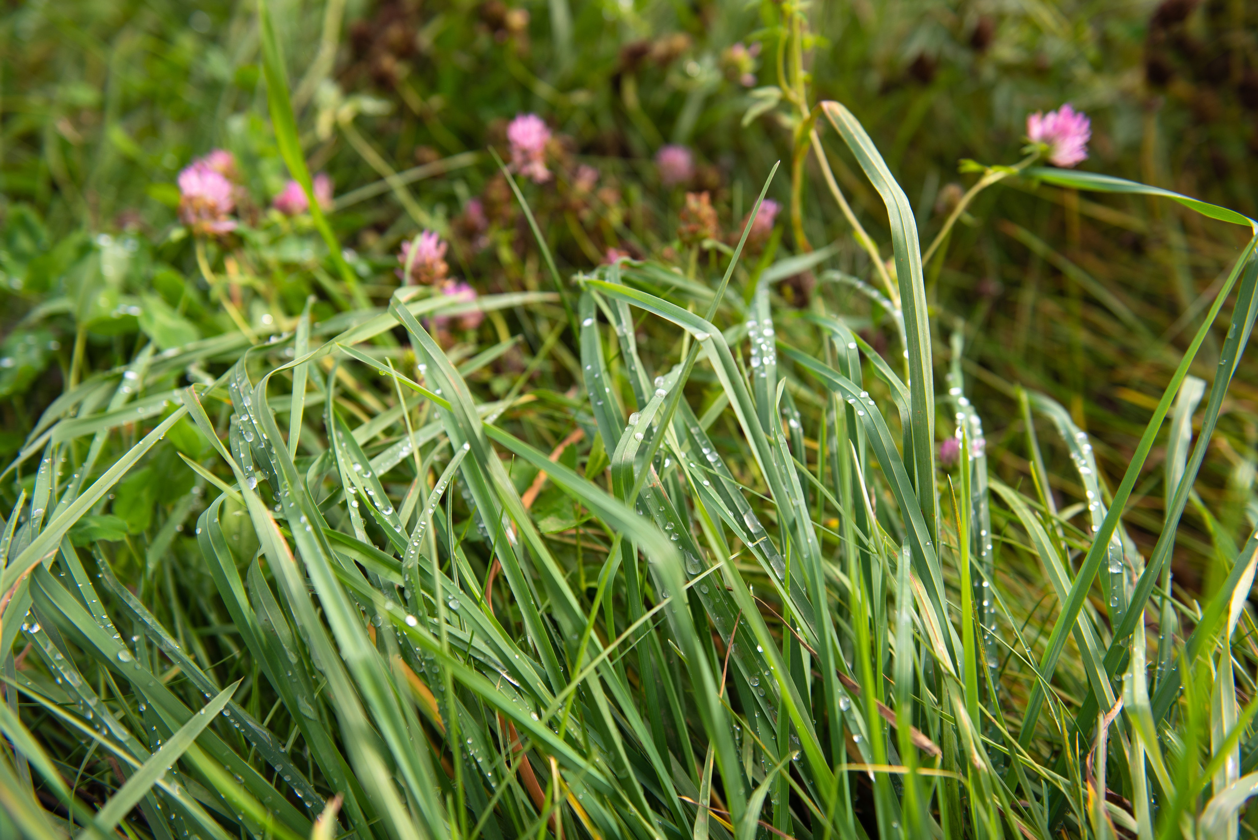 Изборск. Портретный и архитектурный фотограф в Москве и Санкт-Петербурге