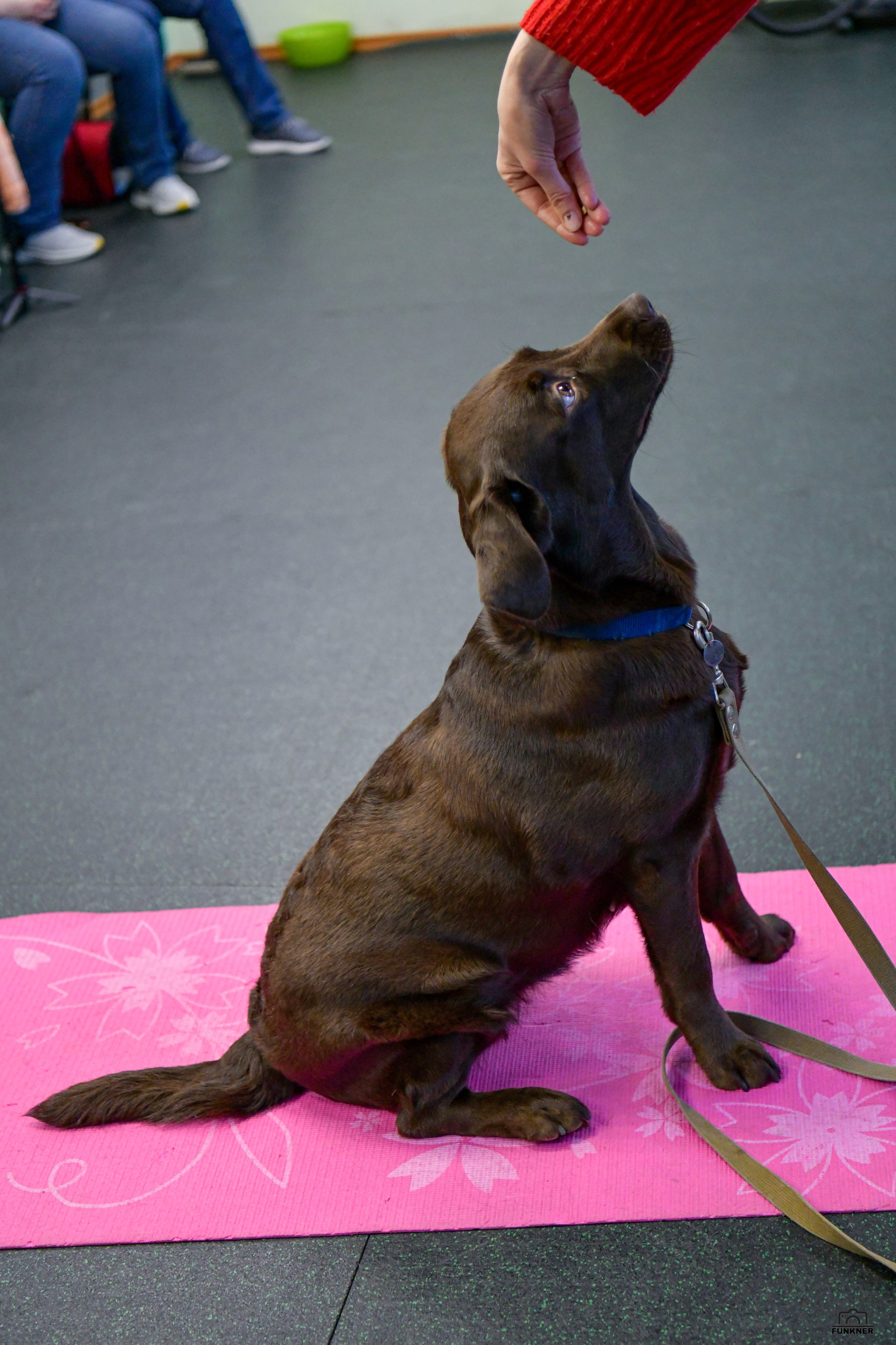 Кинологический клуб «Бодрый хвост». Свой взгляд через объектив