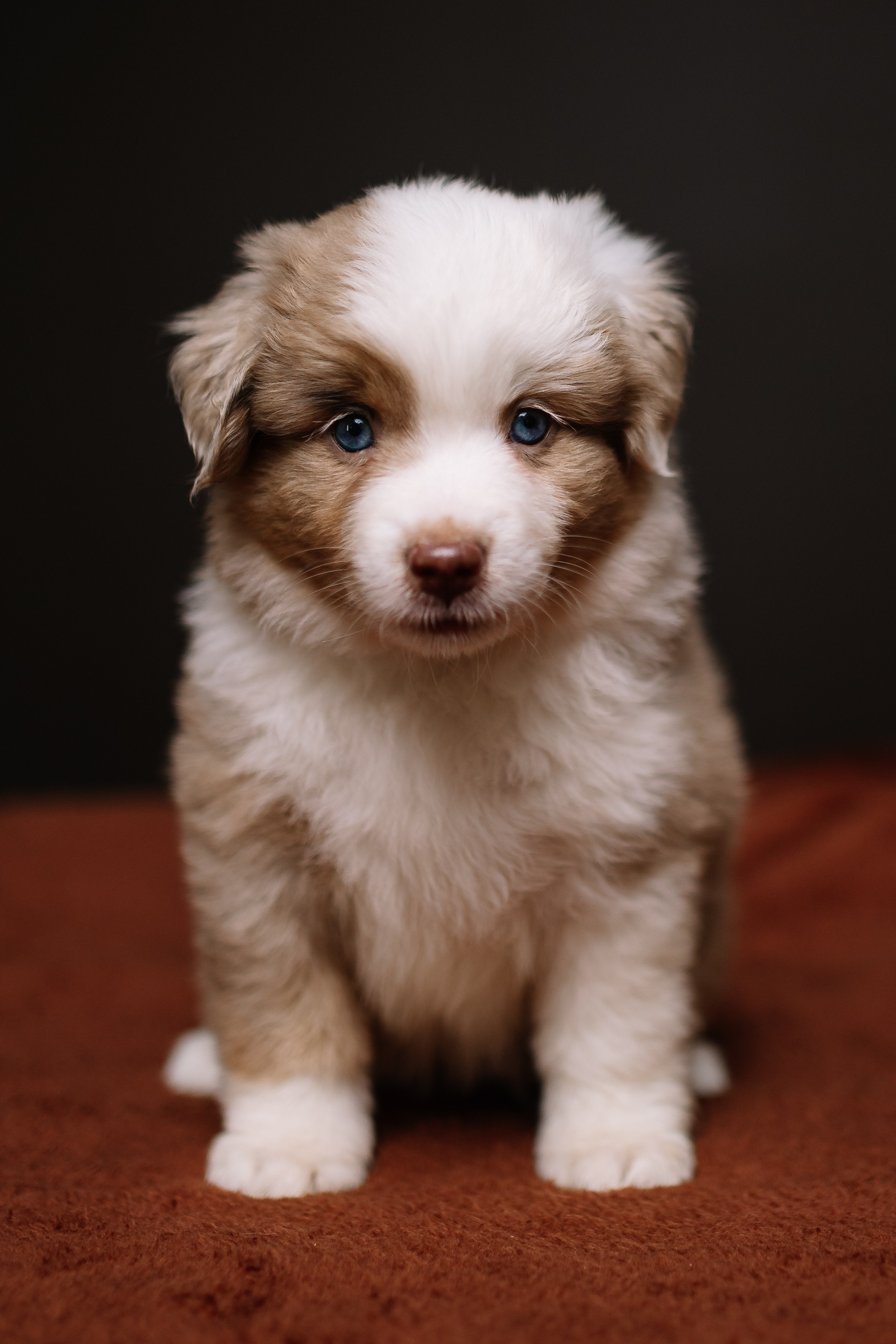 Щенки Миниатюрной американской овчарки. В студии. Фотограф Александра Кузнецова