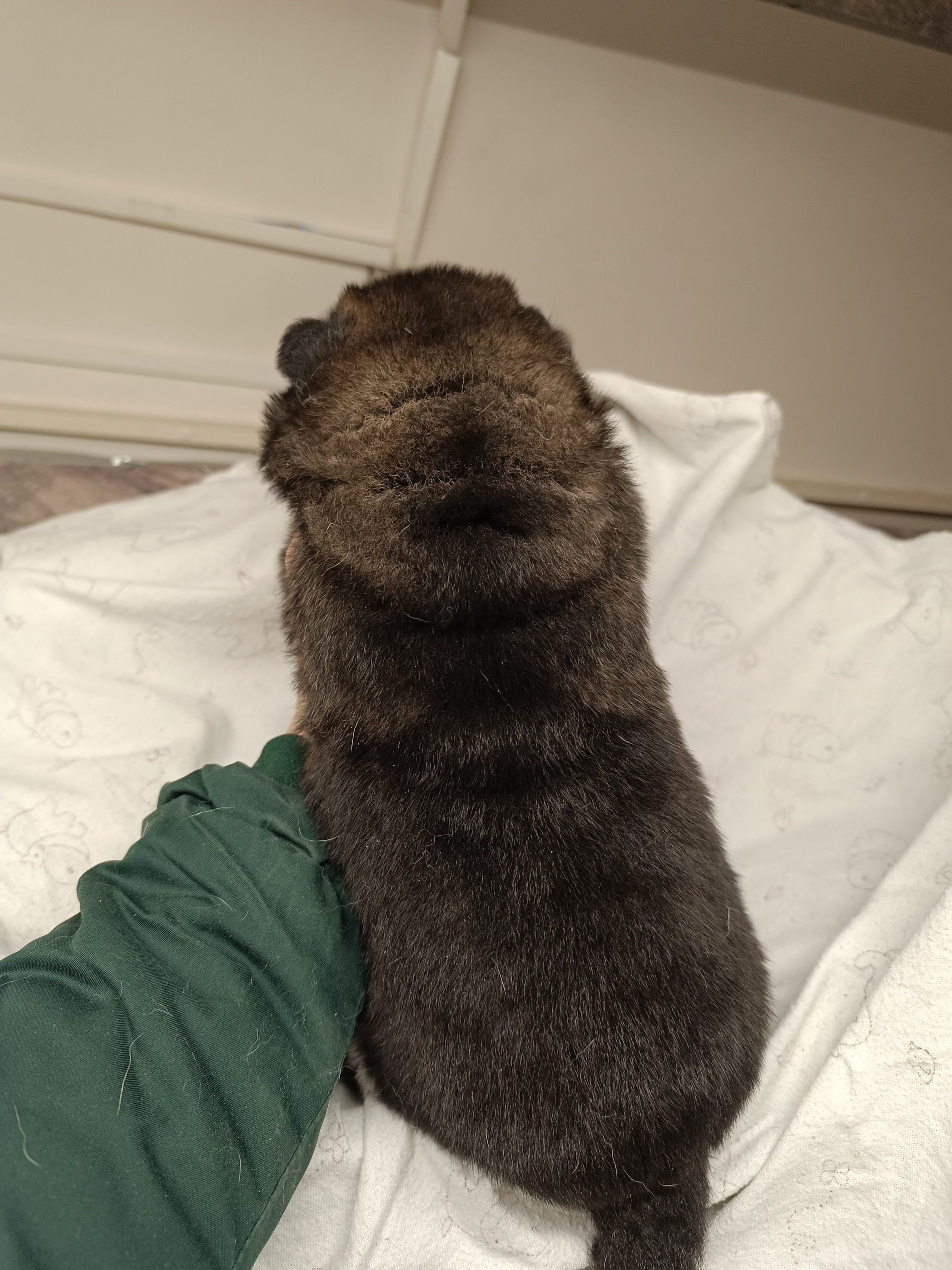 Американская акита  щенки питомник Санкт-Петербург клубные щенки Американская акита питомник RUBYLIGHT Рубилайт купить щенка американской акиты