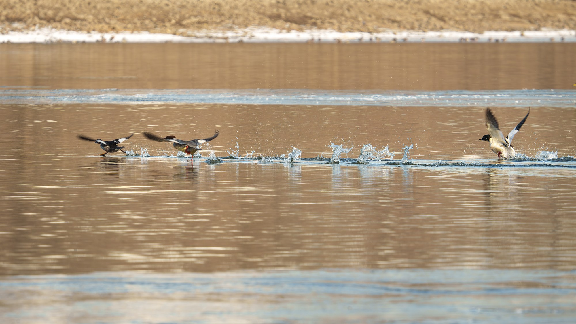 Удивительные мир птиц. Вокруг нас столько прекрасного — присмотритесь!. Ваш личный фотограф Марина Волкова