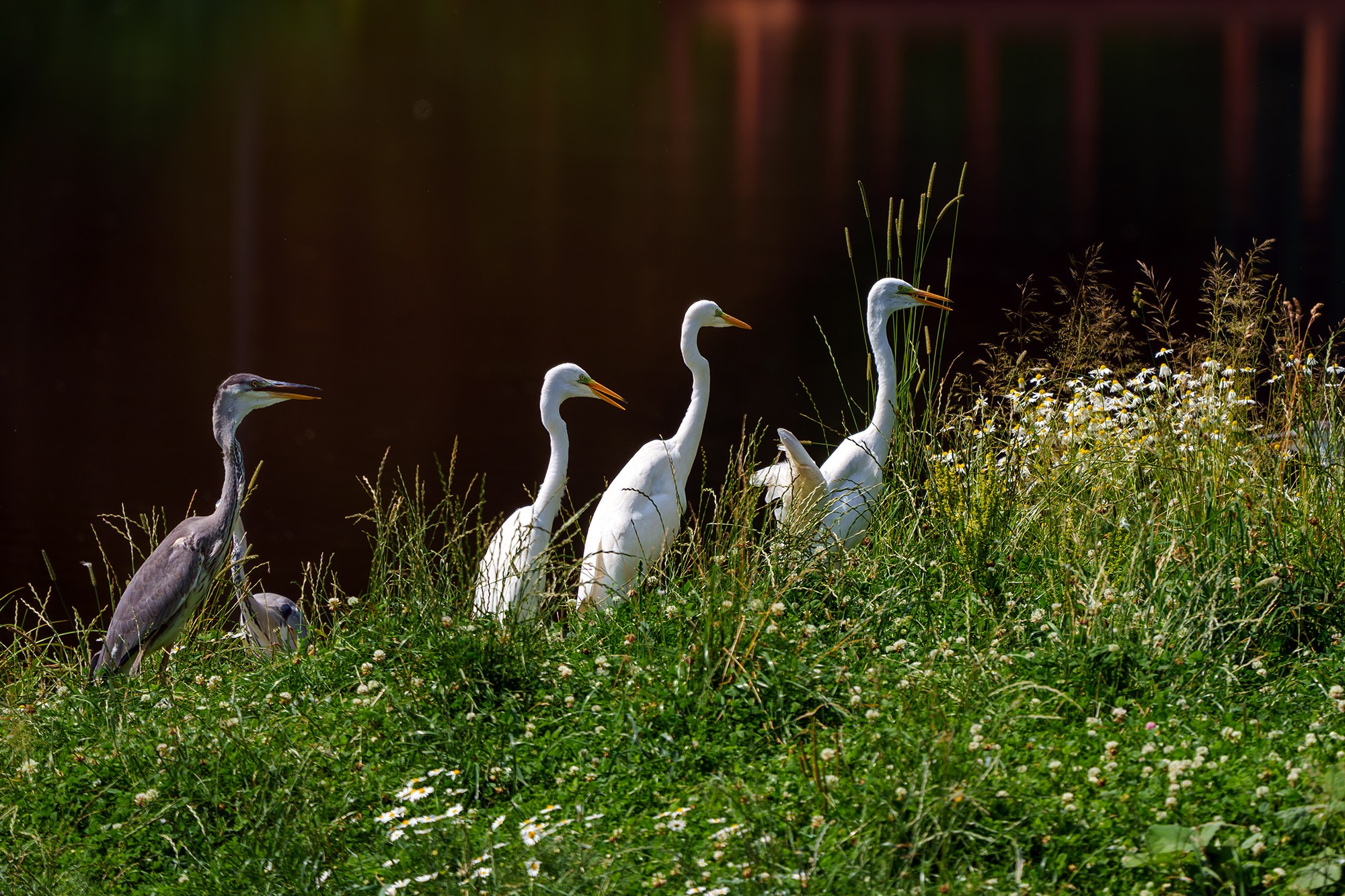 Удивительные мир птиц. Вокруг нас столько прекрасного — присмотритесь!. Ваш личный фотограф Марина Волкова