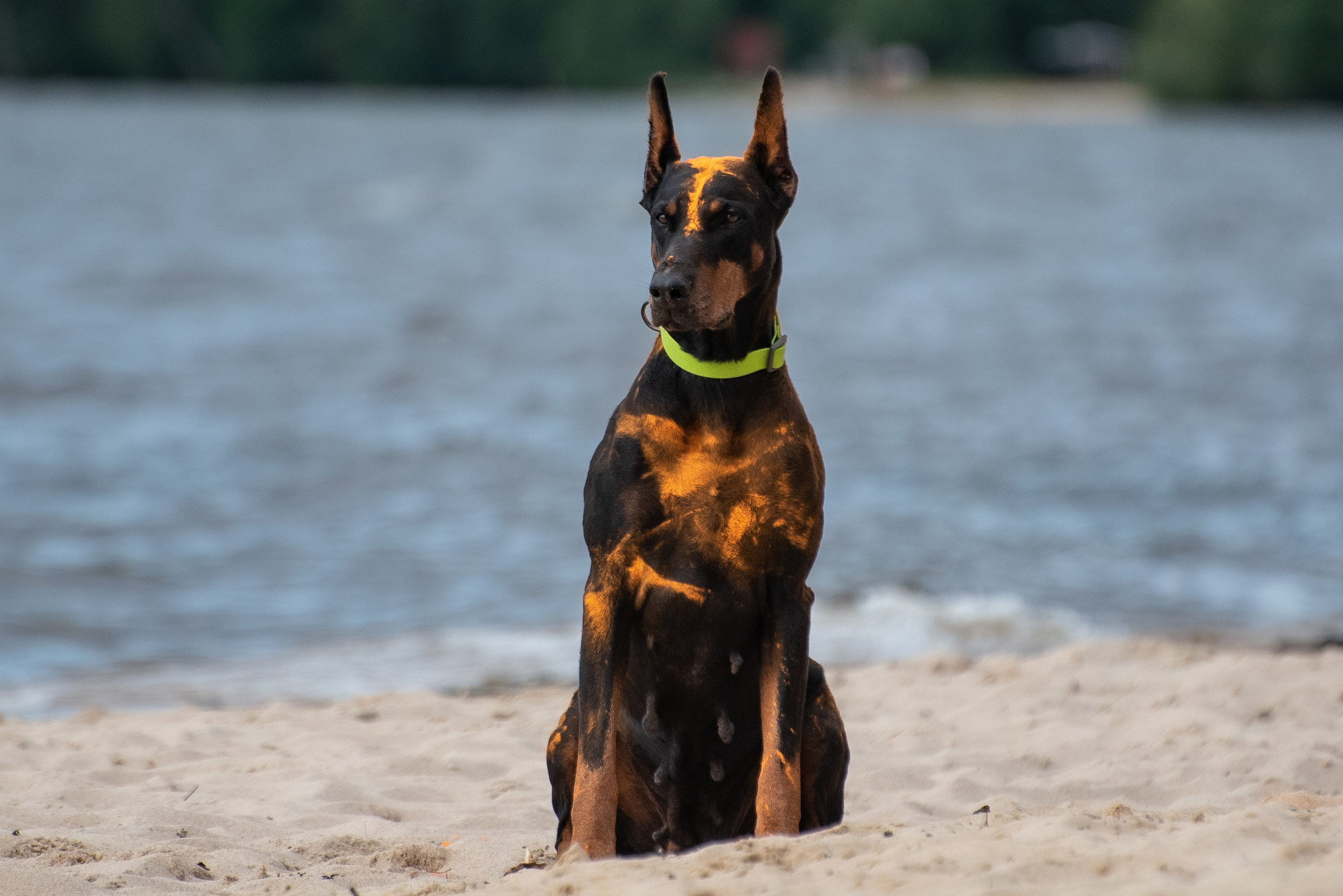 Всплеск эмоций 2023 Кинологический фестиваль. Фотограф Макс Огурцов в Нижнем Новгороде