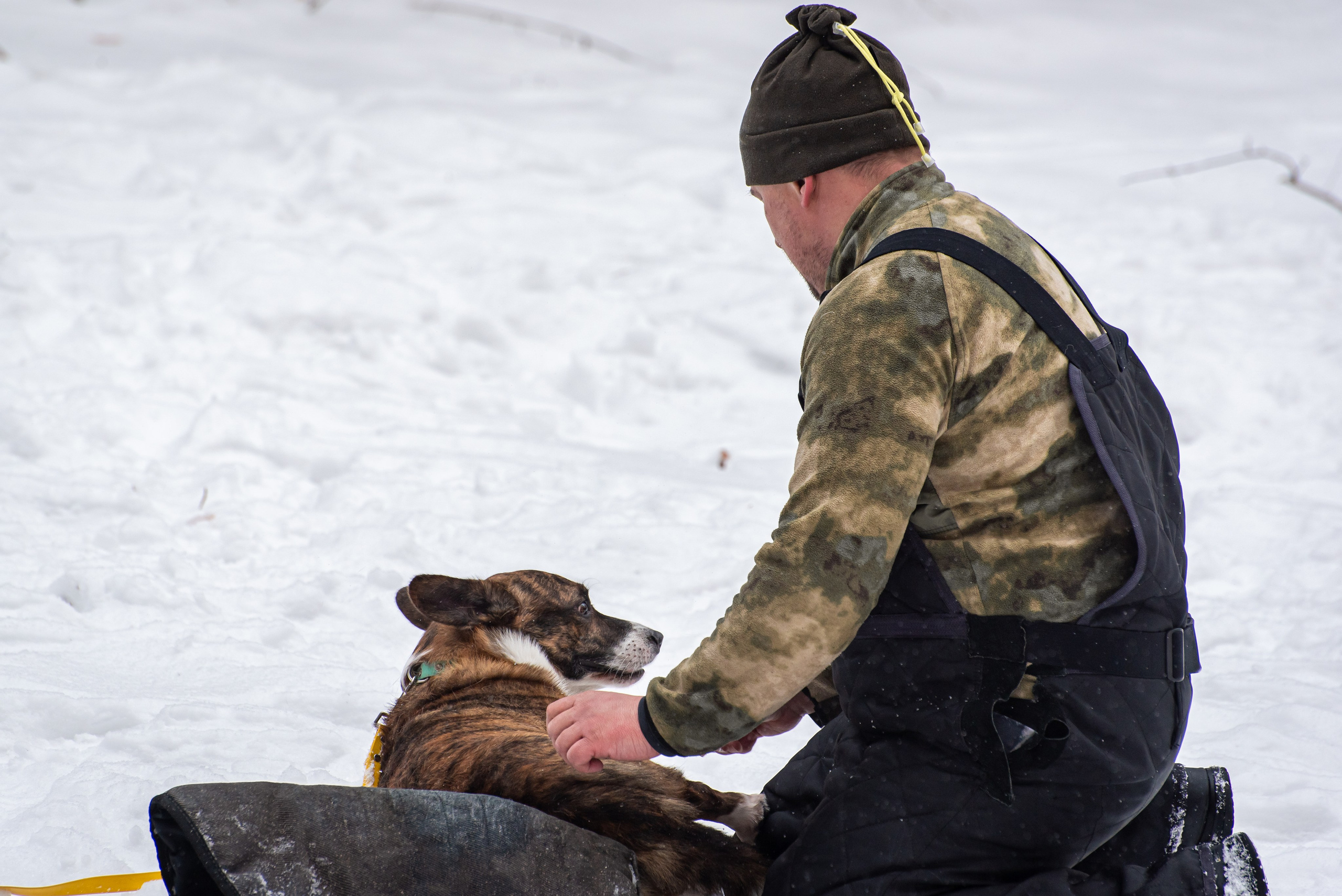 Фотосъёмка с собаками в Кинологическом лагере. Фотограф Макс Огурцов в Нижнем Новгороде