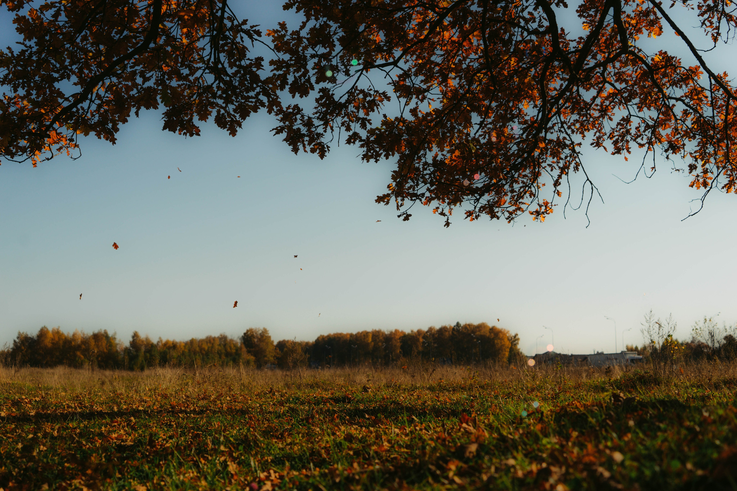 Купаясь в золоте. Olgamashh