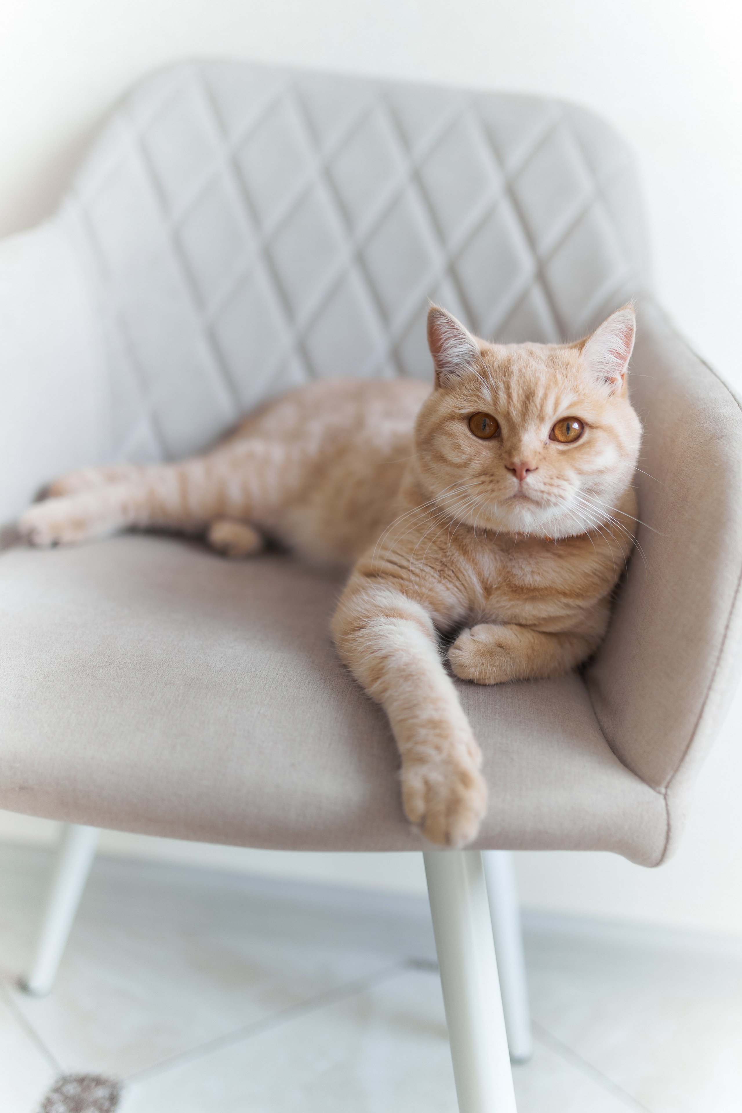 Фотосессия кота. Мужская фотосессия в СПб|Ирина Курманаева