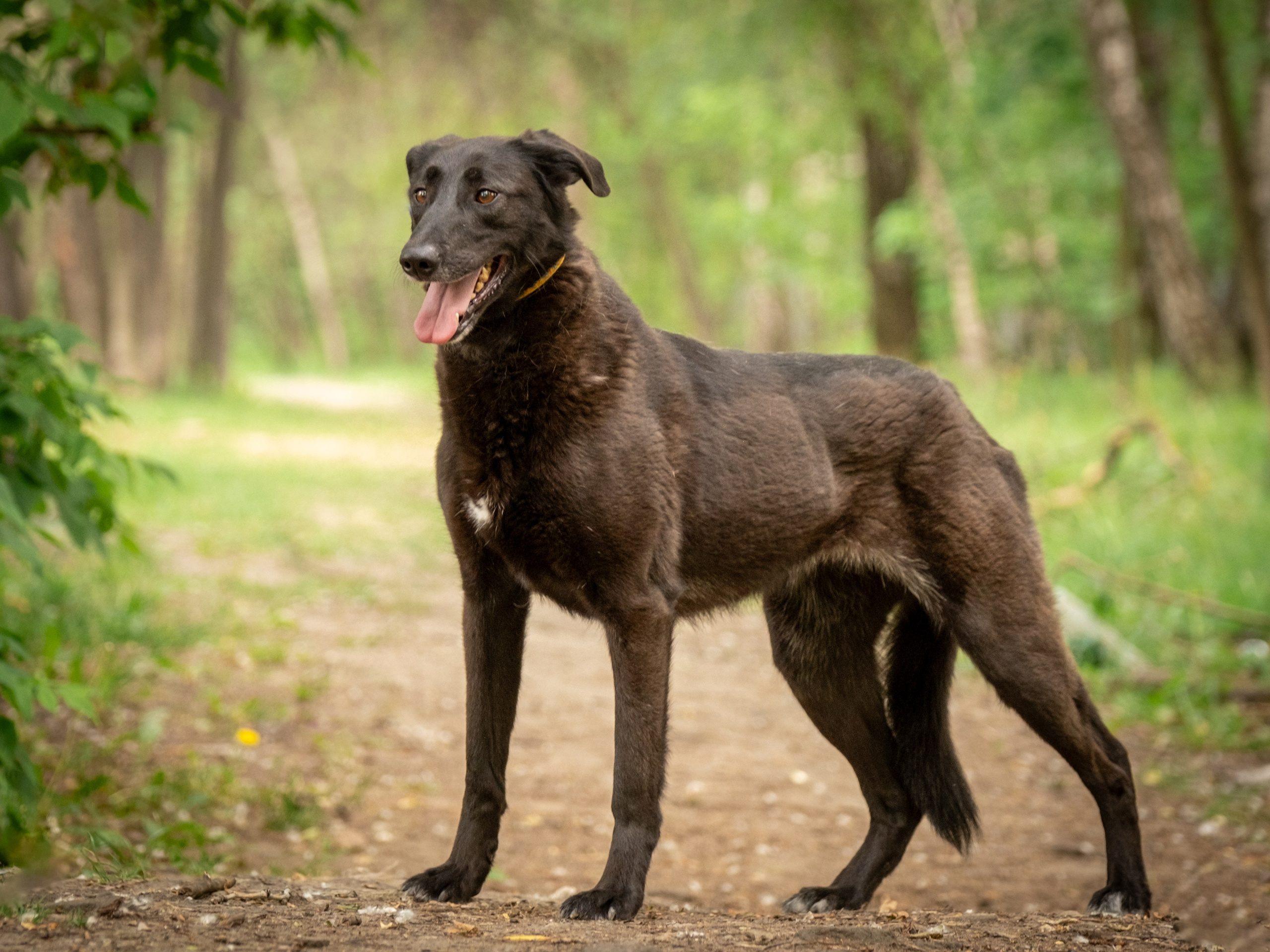 Приют Бирюлёво — для Надежды!. Зоофотограф, фотограф животных в Москве и области Дина Дамоцева