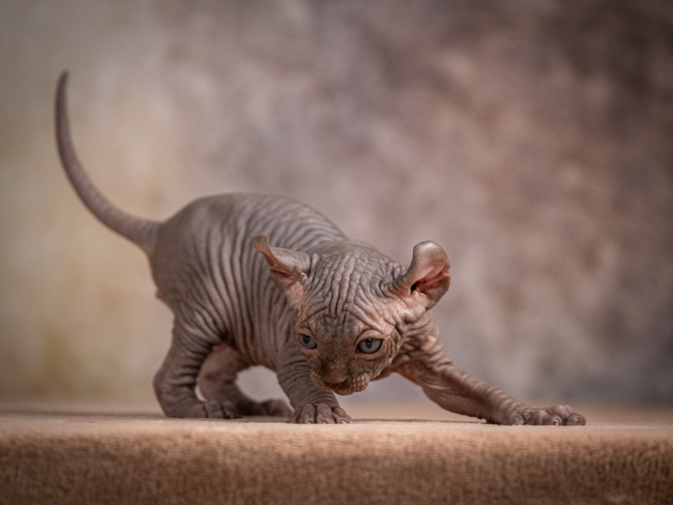 Сфинксы и эльфы для Никиты!. Зоофотограф, фотограф животных в Москве и области Дина Дамоцева