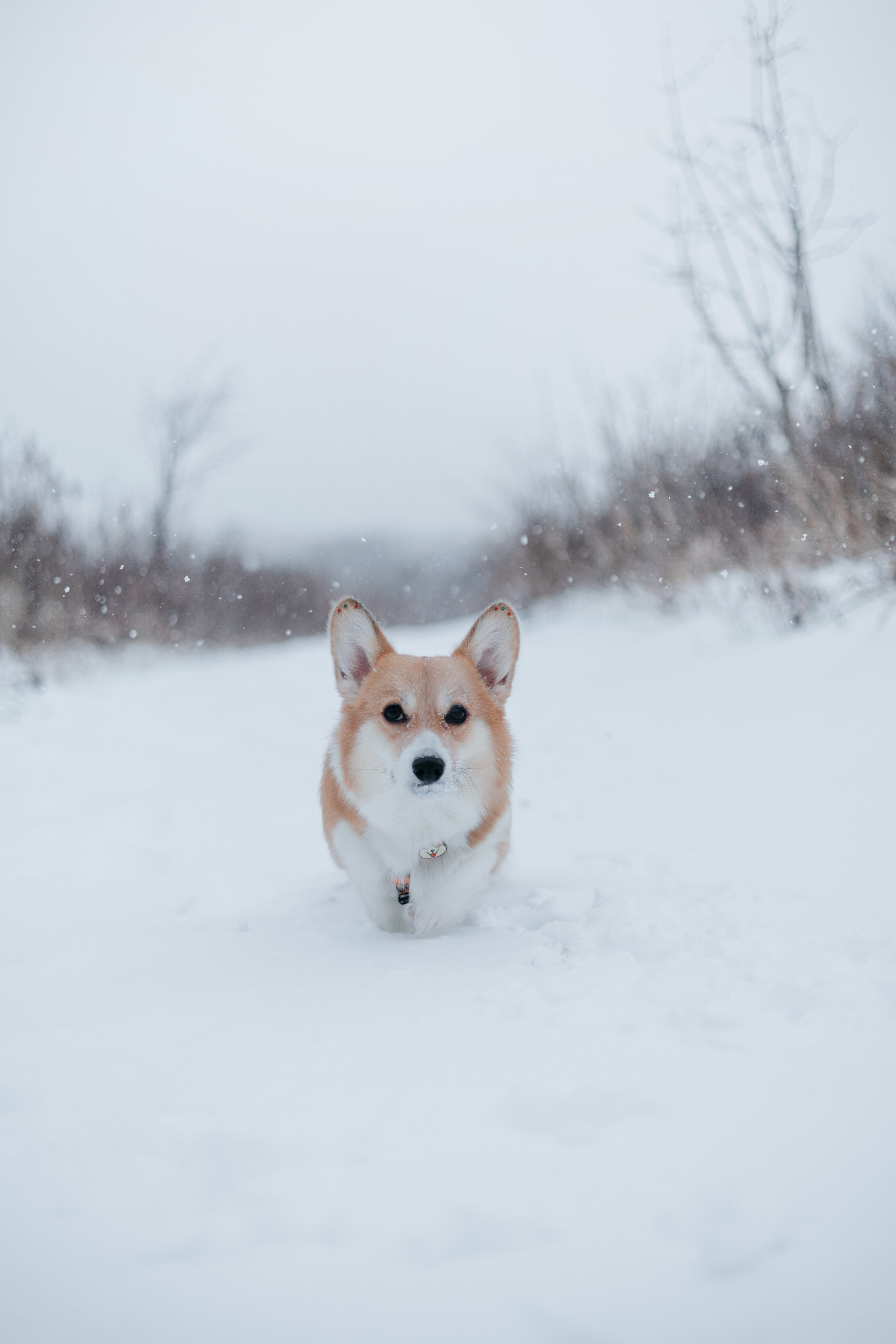 Лена, Лиза и Мия. Фотограф — анималист Владивосток, Алина