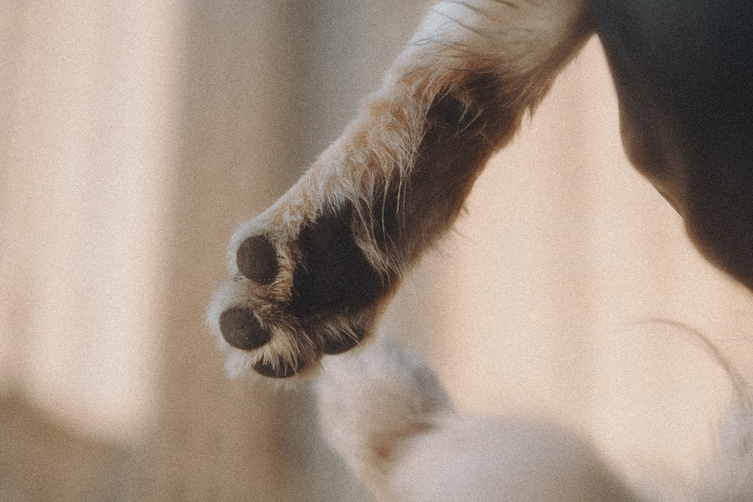 Балу и Илья. Фотограф анималист Анастасия Пикей