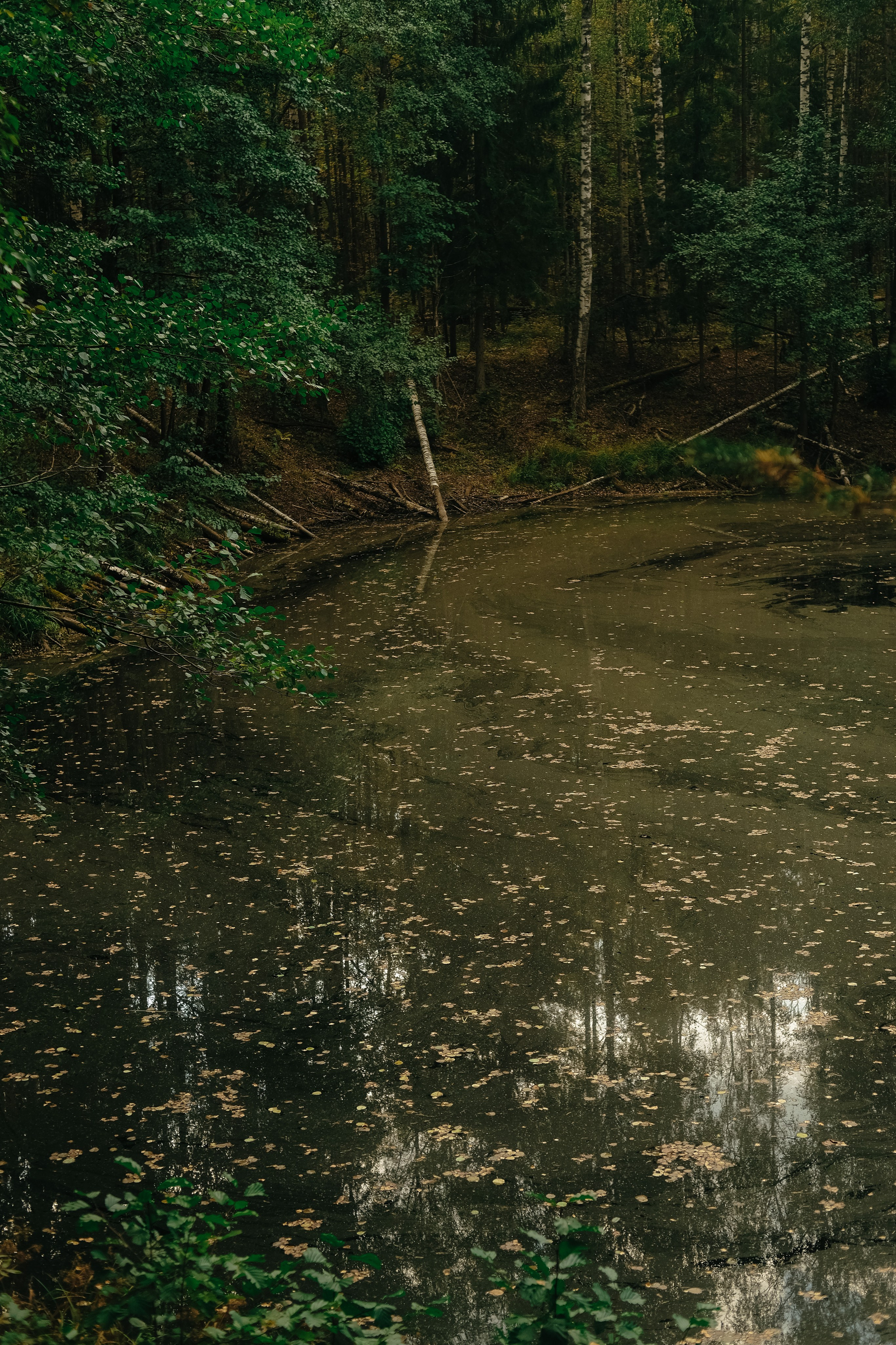 Поход по лесу в Марий-Эл. Обо мне