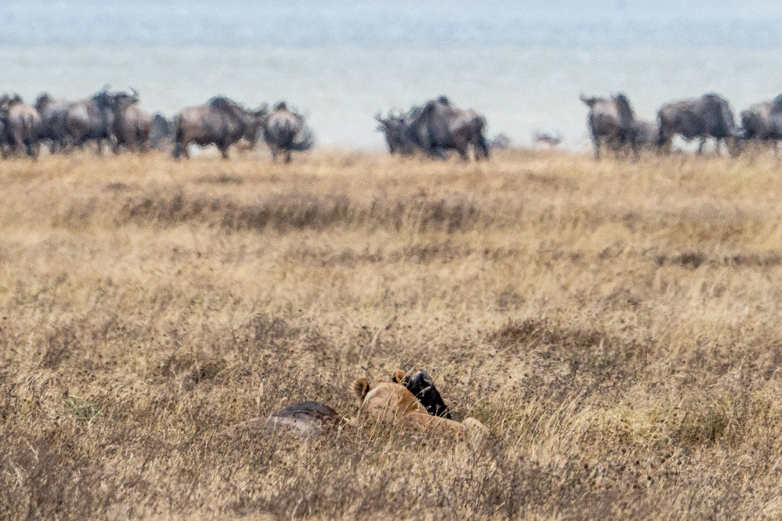 Танзания, сафари, 2025. Творческие сьемки