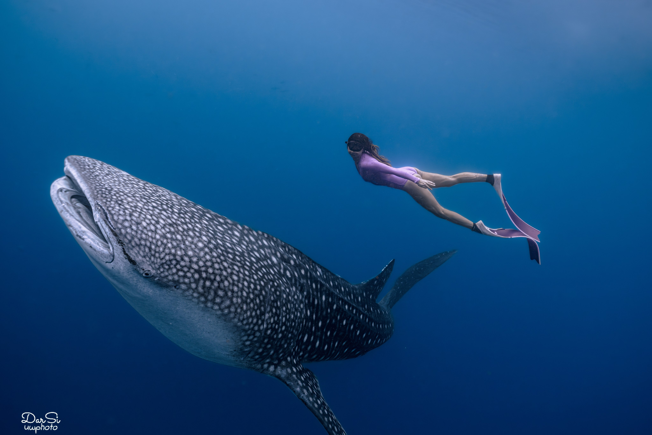 Фотосессия с китовыми акулами. Underwater Photographer in the Philippines — Daria Sinitsina