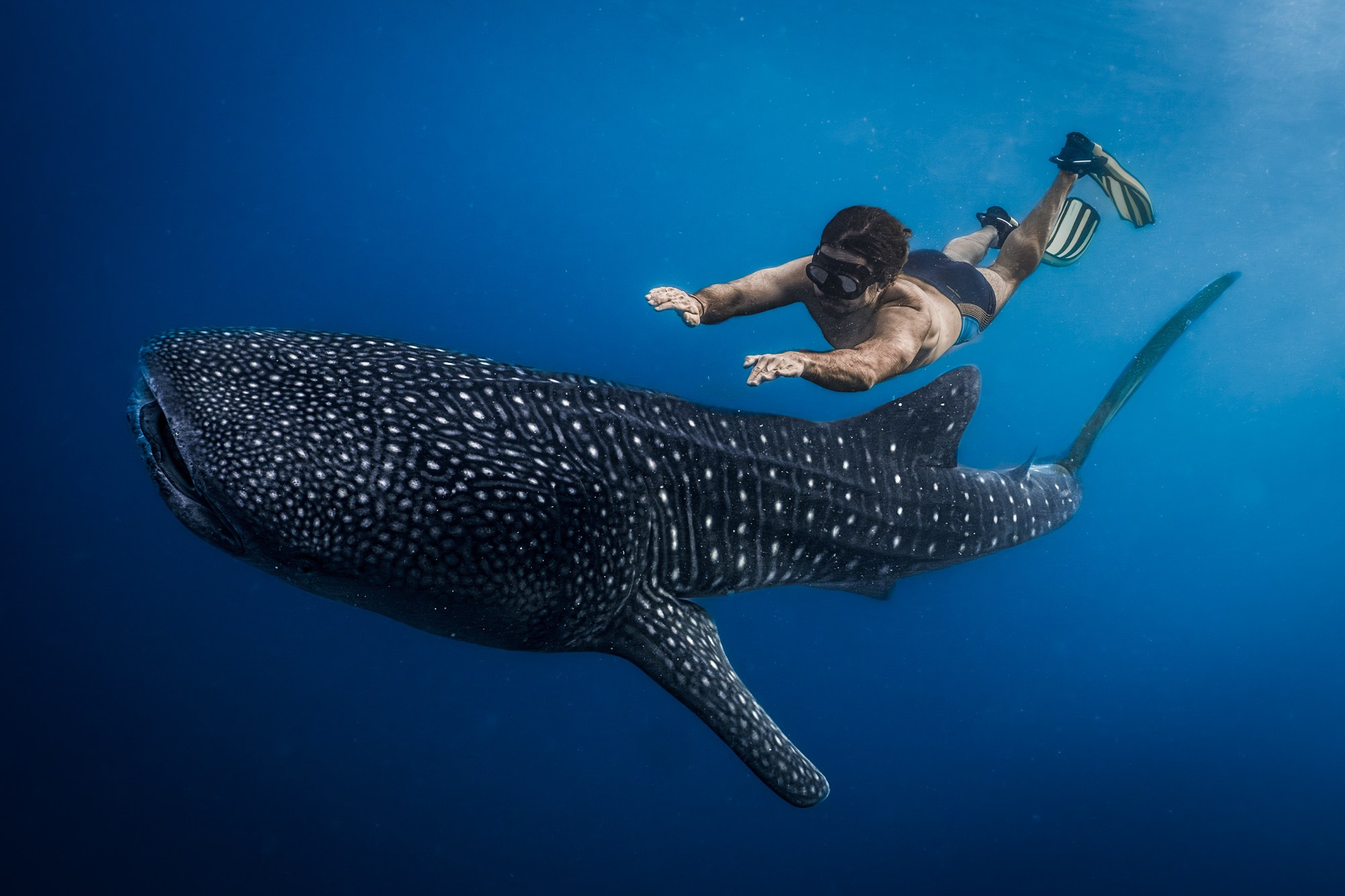 Фотосессия с китовыми акулами. Underwater Photographer in the Philippines — Daria Sinitsina