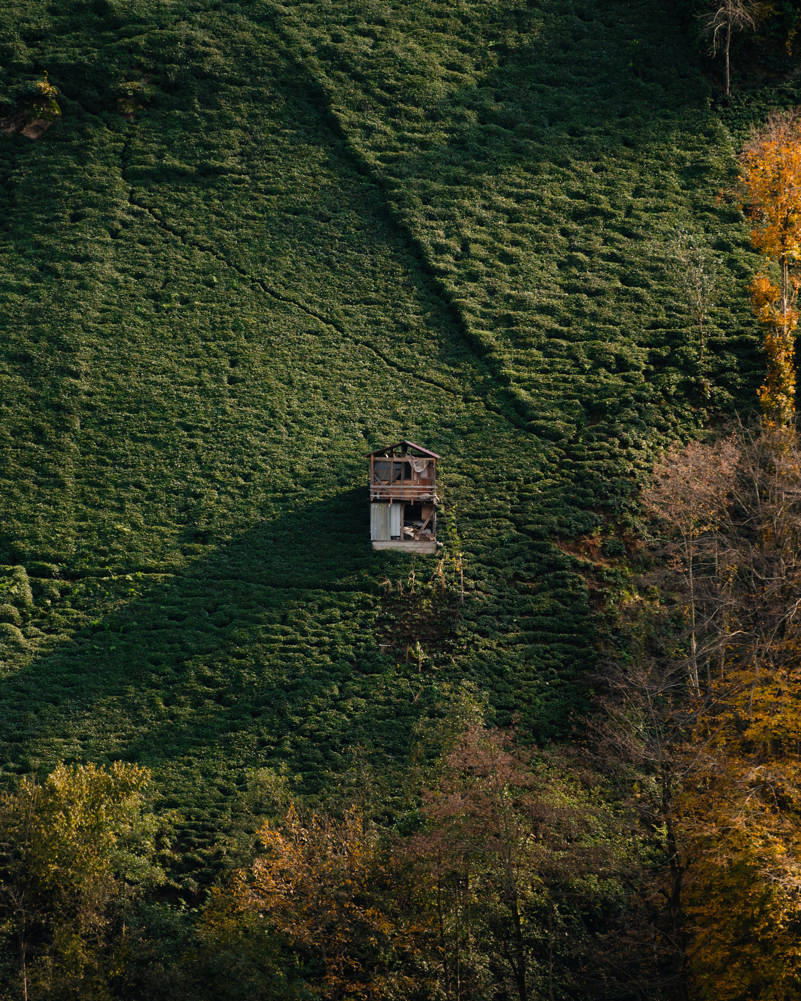 Turkey. Photographer in Tokyo Anatolii Ozarto