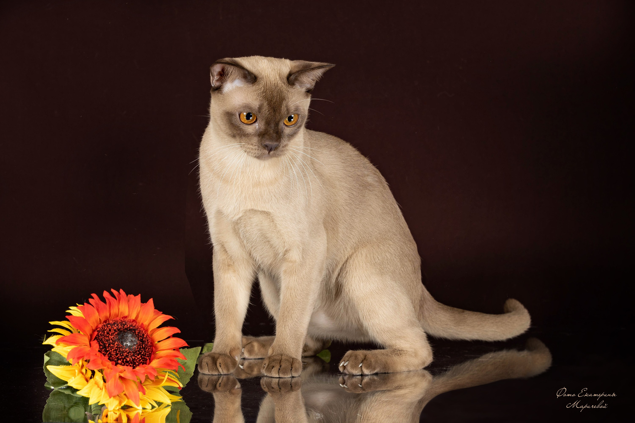 Коричневые фоны. Фотограф-анималист в Омске Екатерина Маричева