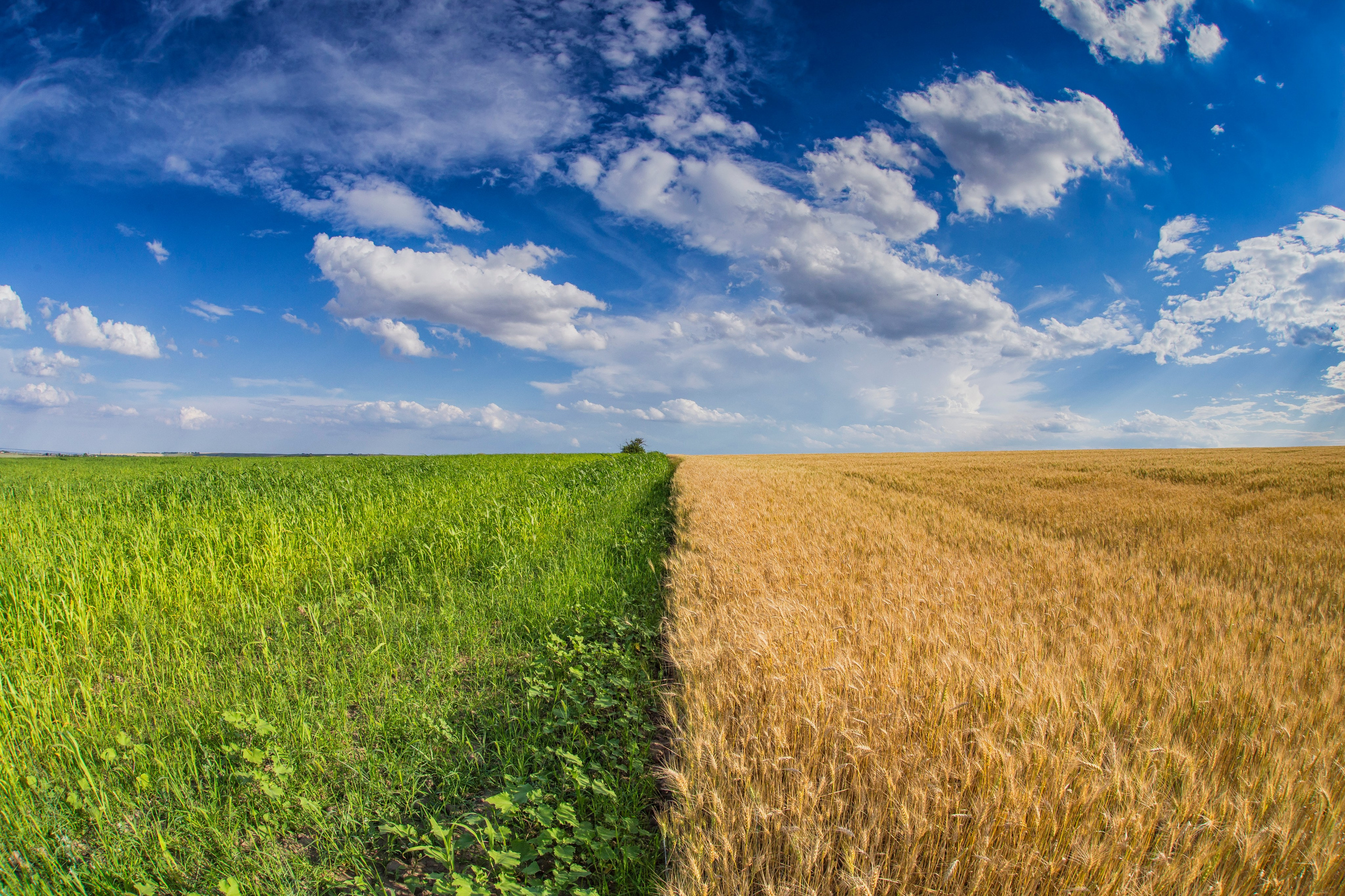 природа , инь янь, 