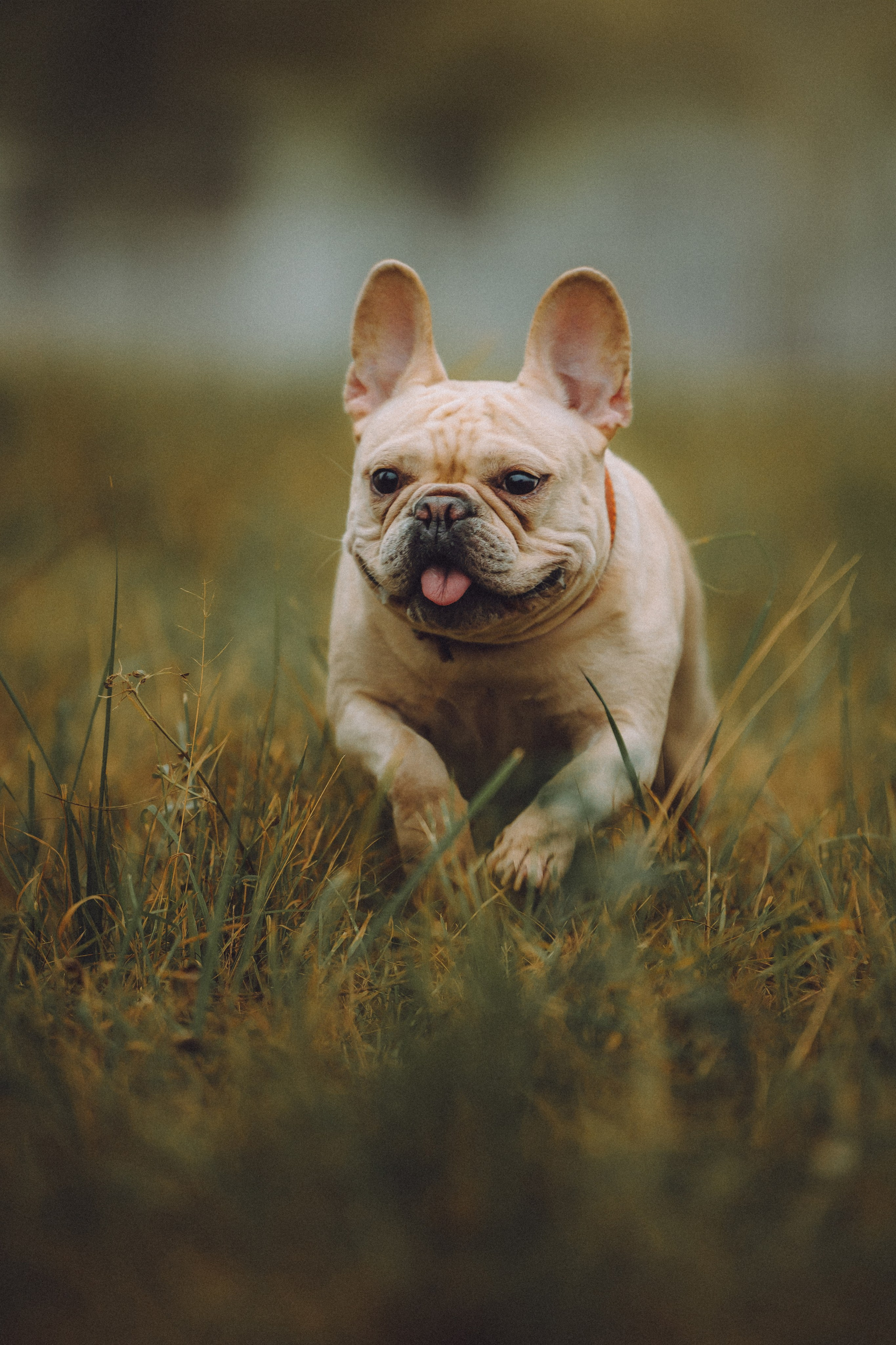 Антонина и Амиша