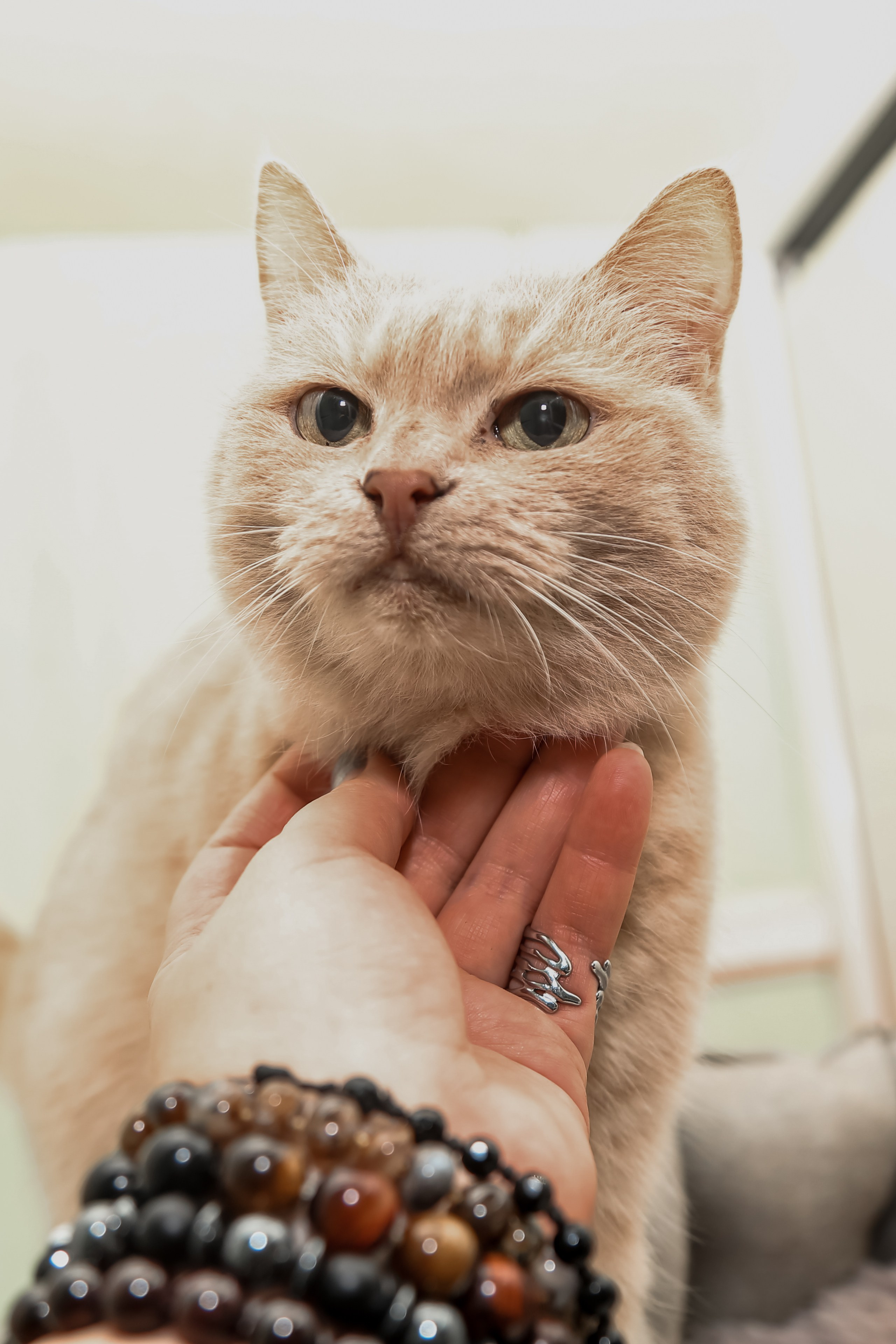 Приют Кошкин Дом Филимоша. Ваш фотограф в Оренбурге Рощупкина Екатерина