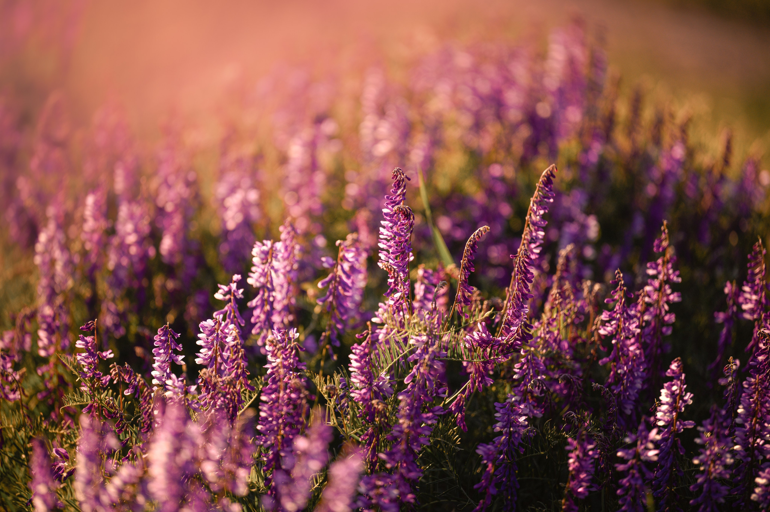 Весенняя прогулка. Фотограф в Ростове —на — Дону