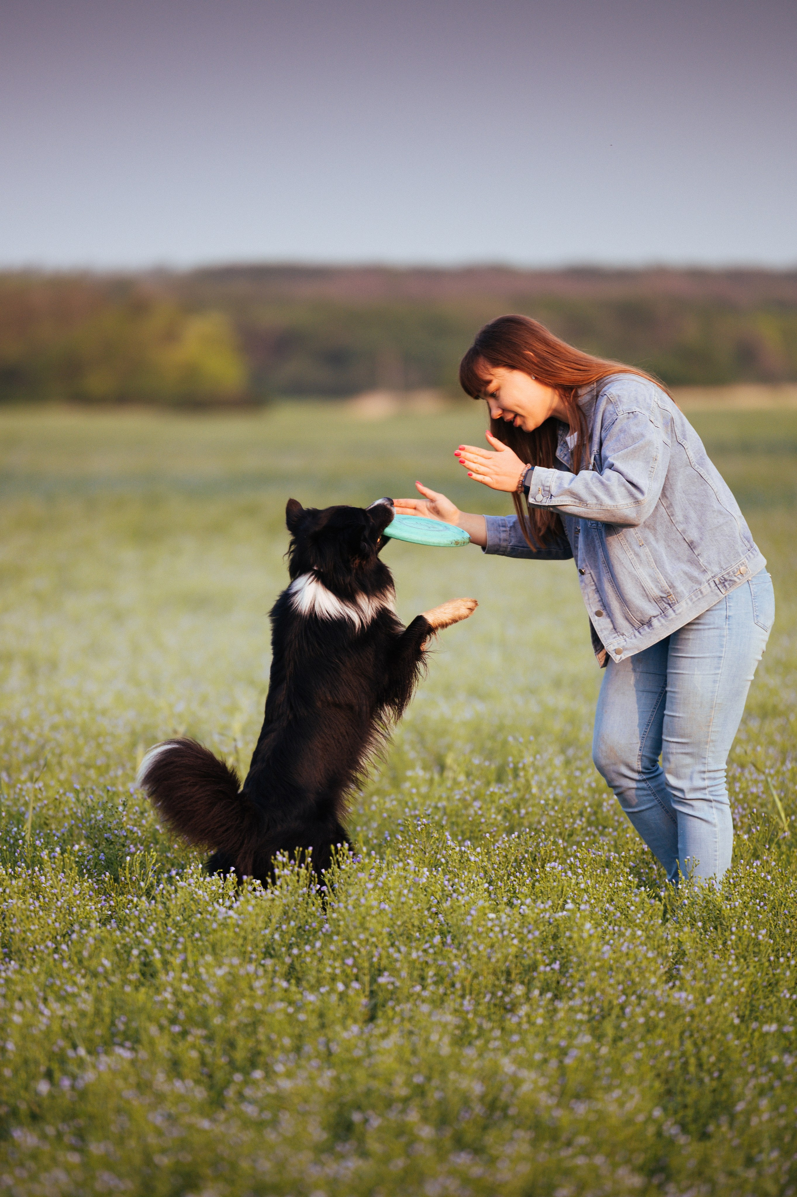 Прогулка на рассвете с бордер-колли. Фотограф в Ростове —на — Дону