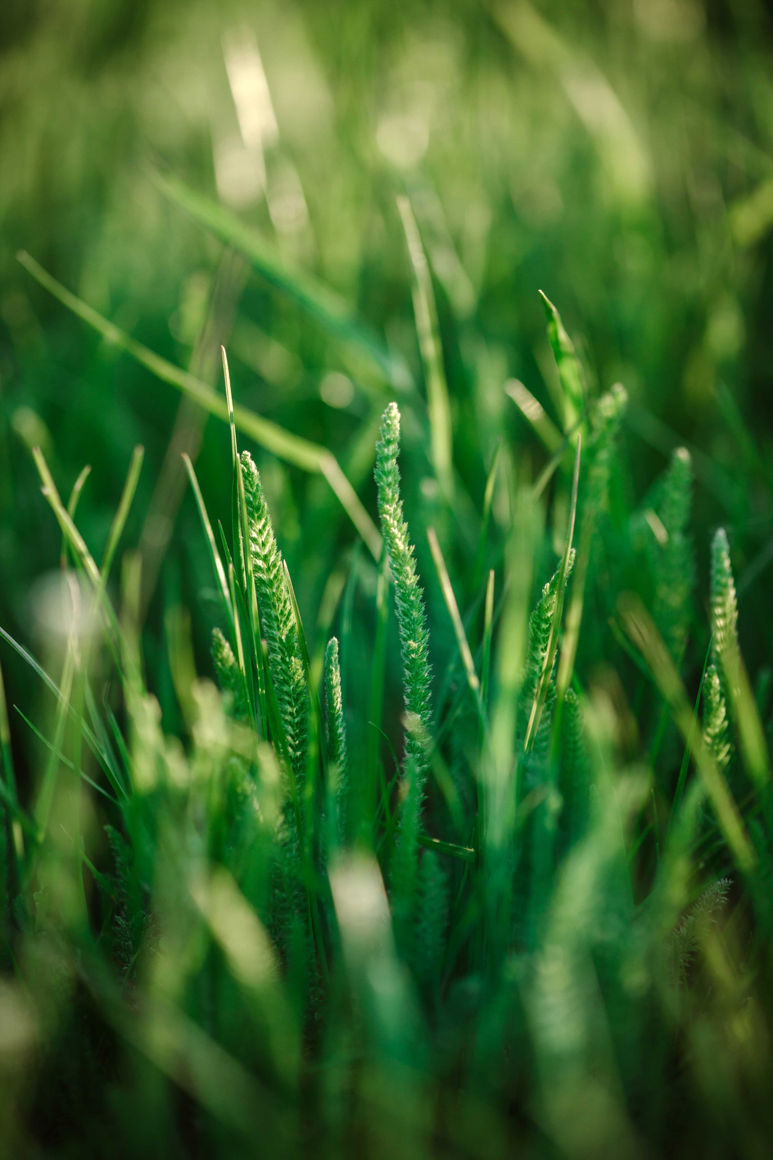 Свадебная фотография. Свадебный фотограф и видеограф в Анапе